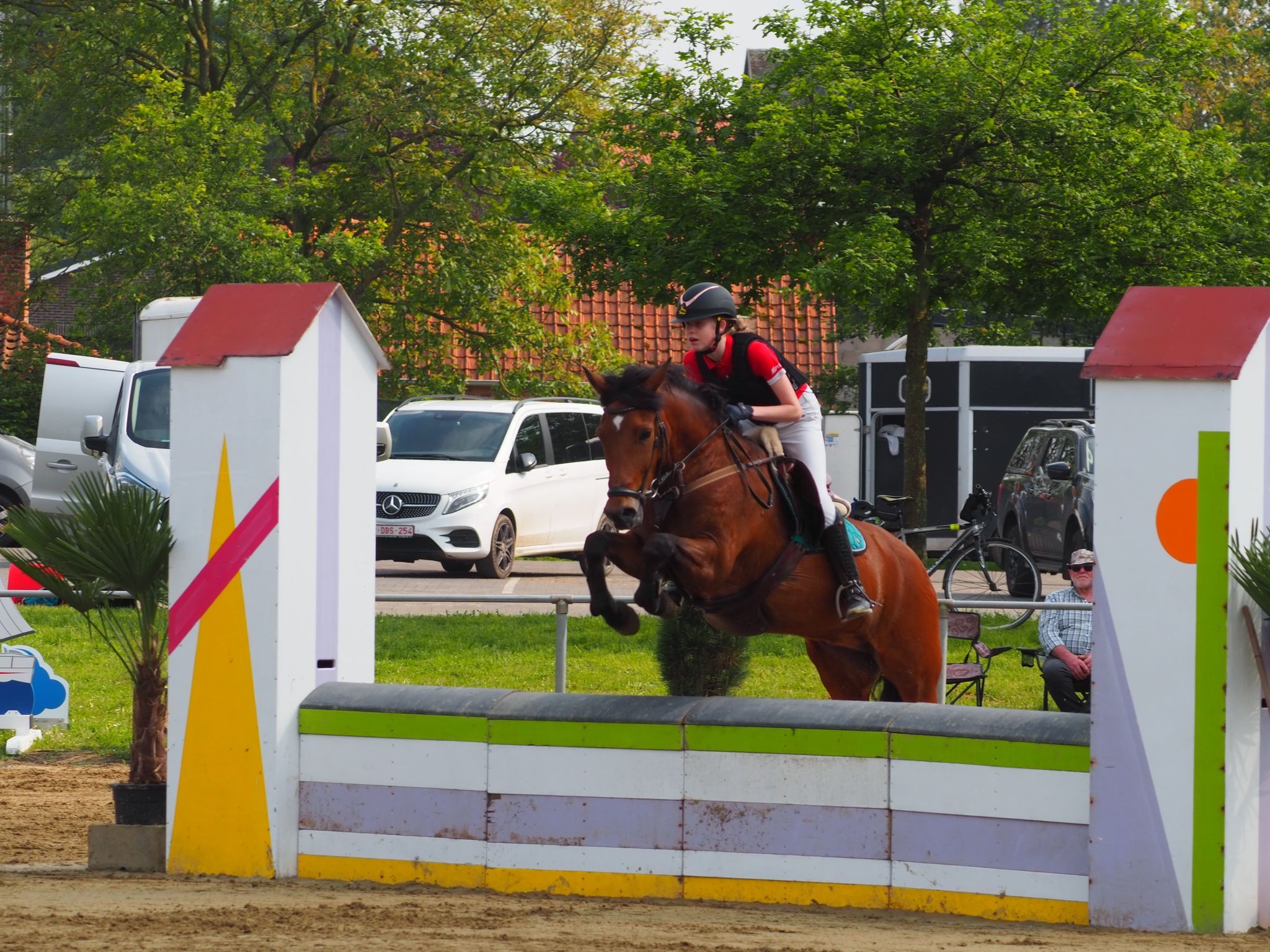new-forest allround-pony ruin 20 år bruin till salu - Foto 6
