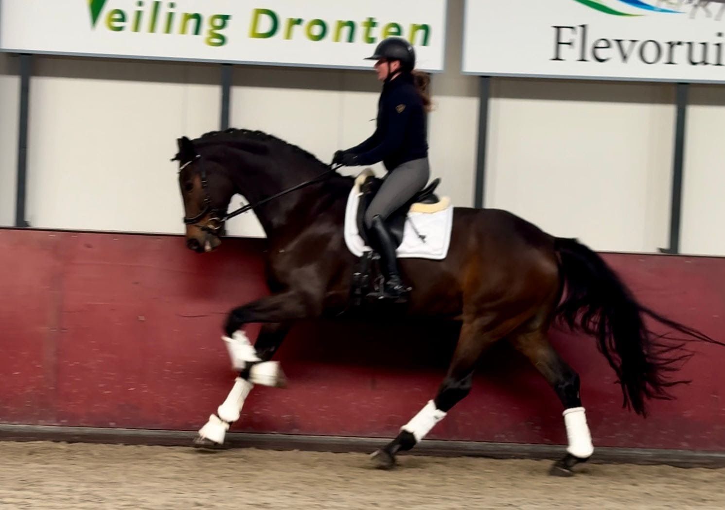 kwpn allrounder ruin 14 år donkerbruin till salu - Foto 4