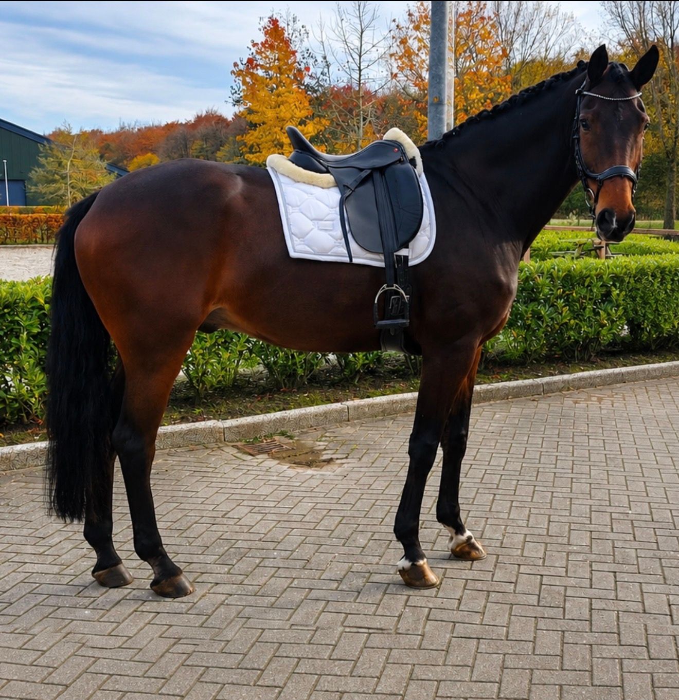 Betrouwbare KWPN-Ruin | dressuur & recreatie | 1.80 M