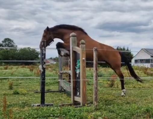 Exclusive private sale - Winnelin des 4 Filles (EMERALD X BALOU DU ROUET)