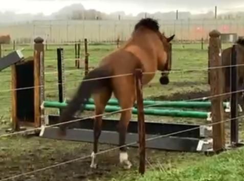 BWP springpaard Merrie 3 år Donkerbruin till salu - Foto 4