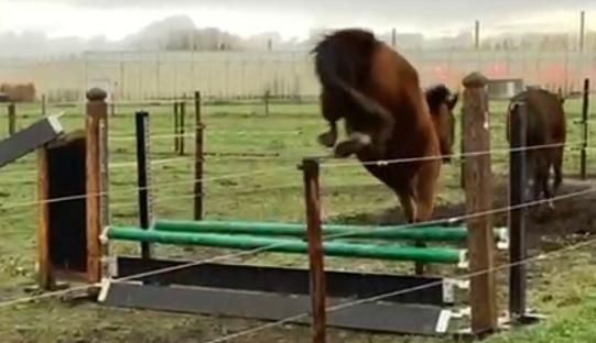BWP springpaard Merrie 3 år Donkerbruin till salu - Foto 5