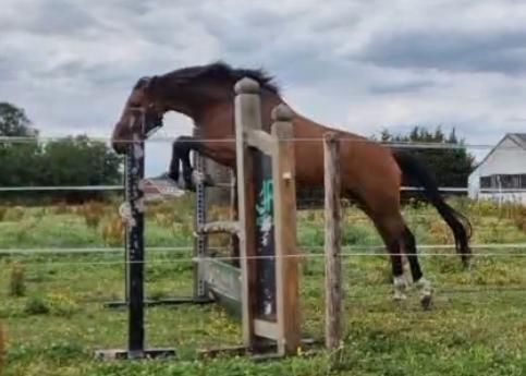 BWP springpaard Merrie 3 år Donkerbruin till salu - Foto 3