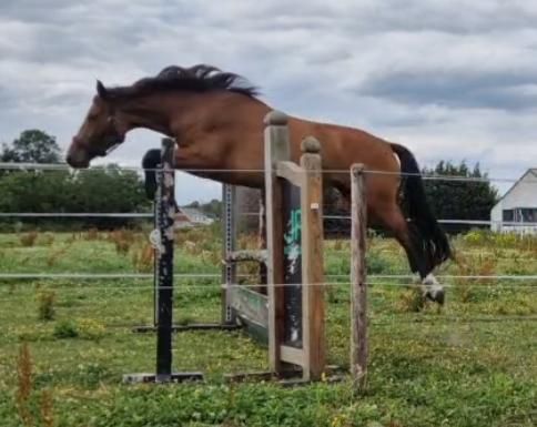 BWP springpaard Merrie 3 år Donkerbruin till salu - Foto 2