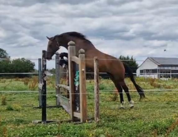 BWP springpaard Merrie 5 år Donkerbruin till salu - Foto 2