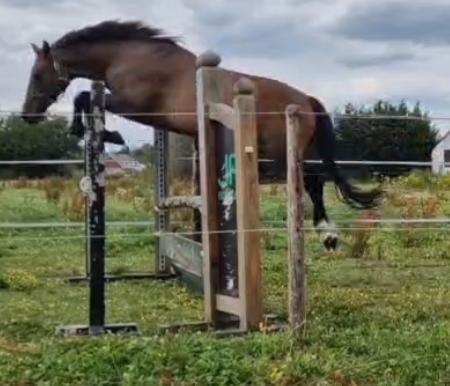 Exclusive private sale Kasanova de la Pomme x Balou Du Rouet x Berlin x Heartbreaker