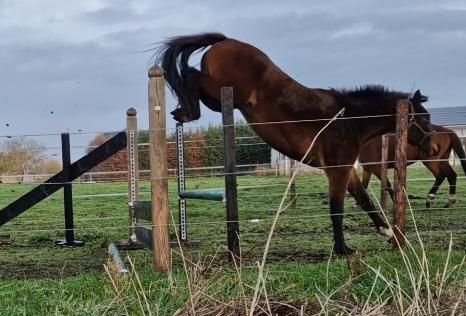 BWP springpaard Merrie 5 år Donkerbruin till salu - Foto 5
