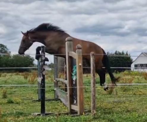 BWP springpaard Merrie 5 år Donkerbruin till salu - Foto 3