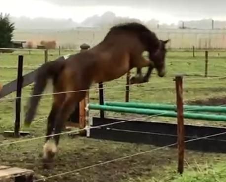BWP springpaard Merrie 5 år Donkerbruin till salu - Foto 4