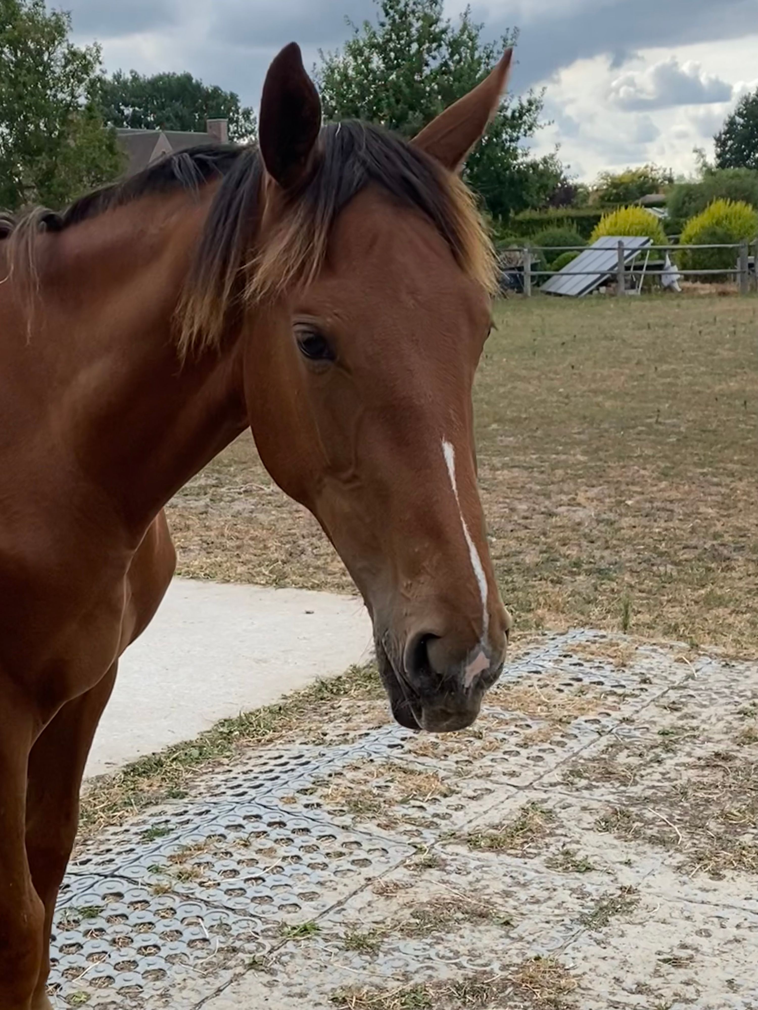 zangersheide springpaard merrie 1 años vos en venta - Foto 3