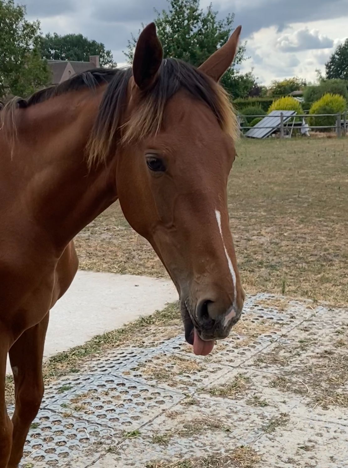 zangersheide springpaard merrie 1 años vos en venta - Foto 5