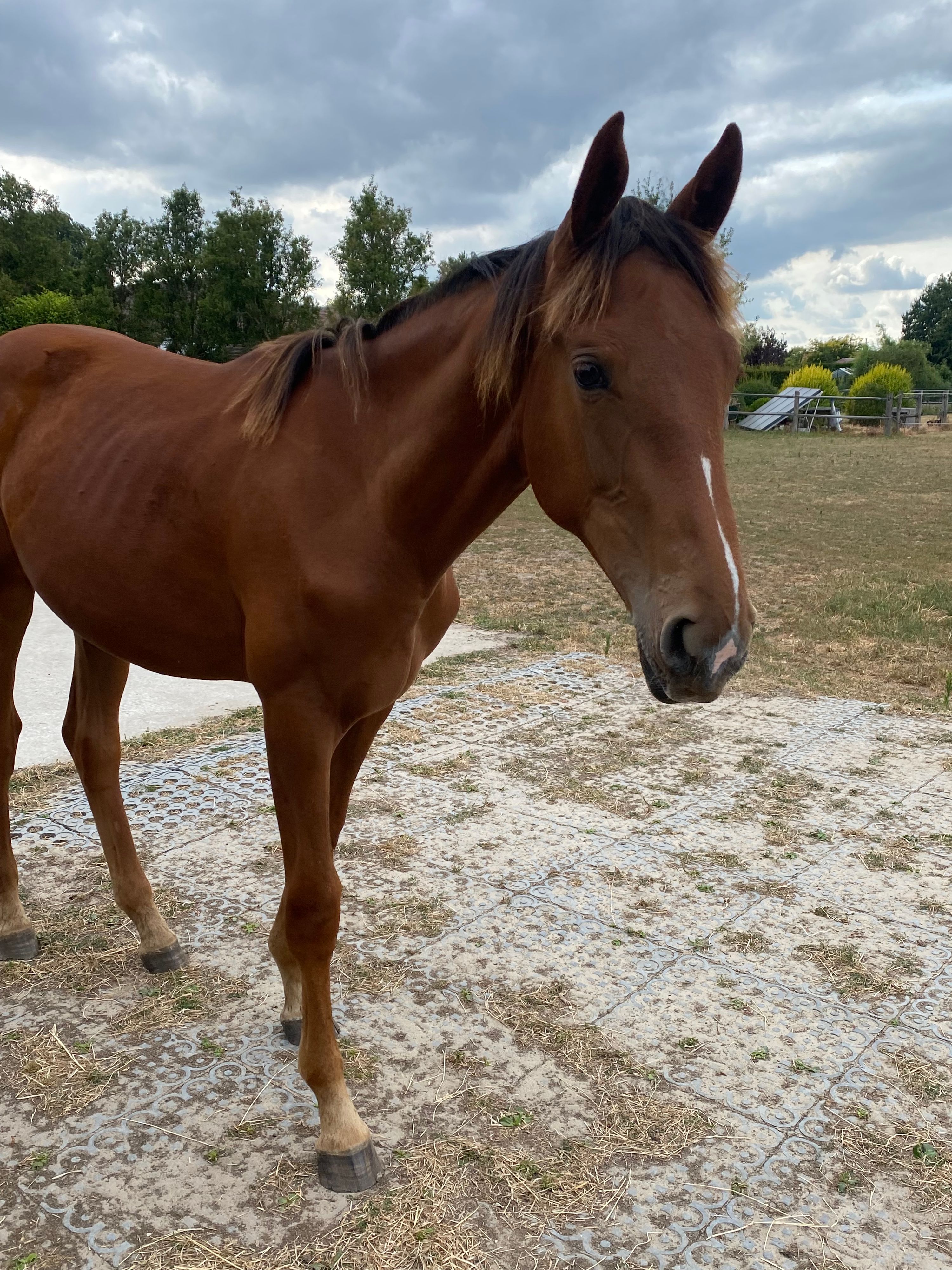 zangersheide springpaard merrie 1 años vos en venta - Foto 4