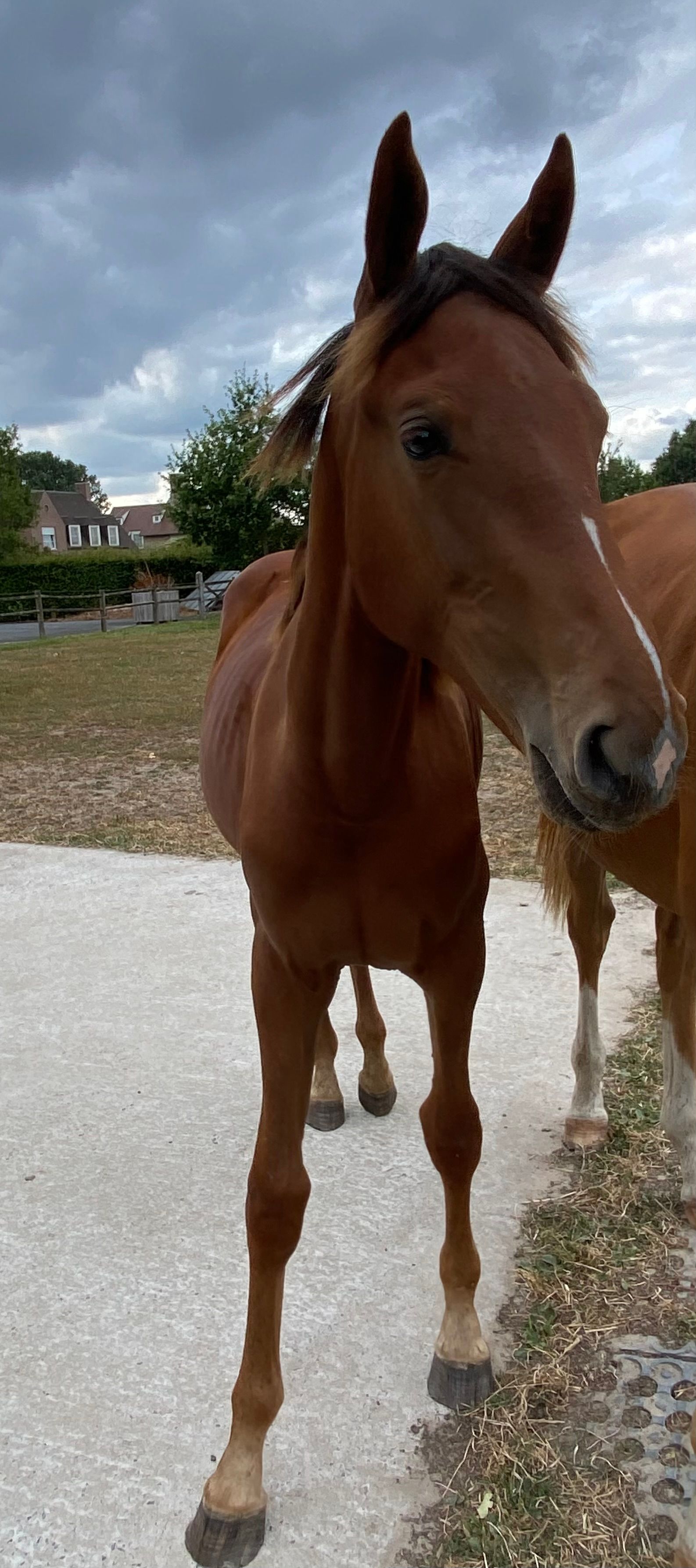 zangersheide springpaard merrie 1 años vos en venta - Foto 6