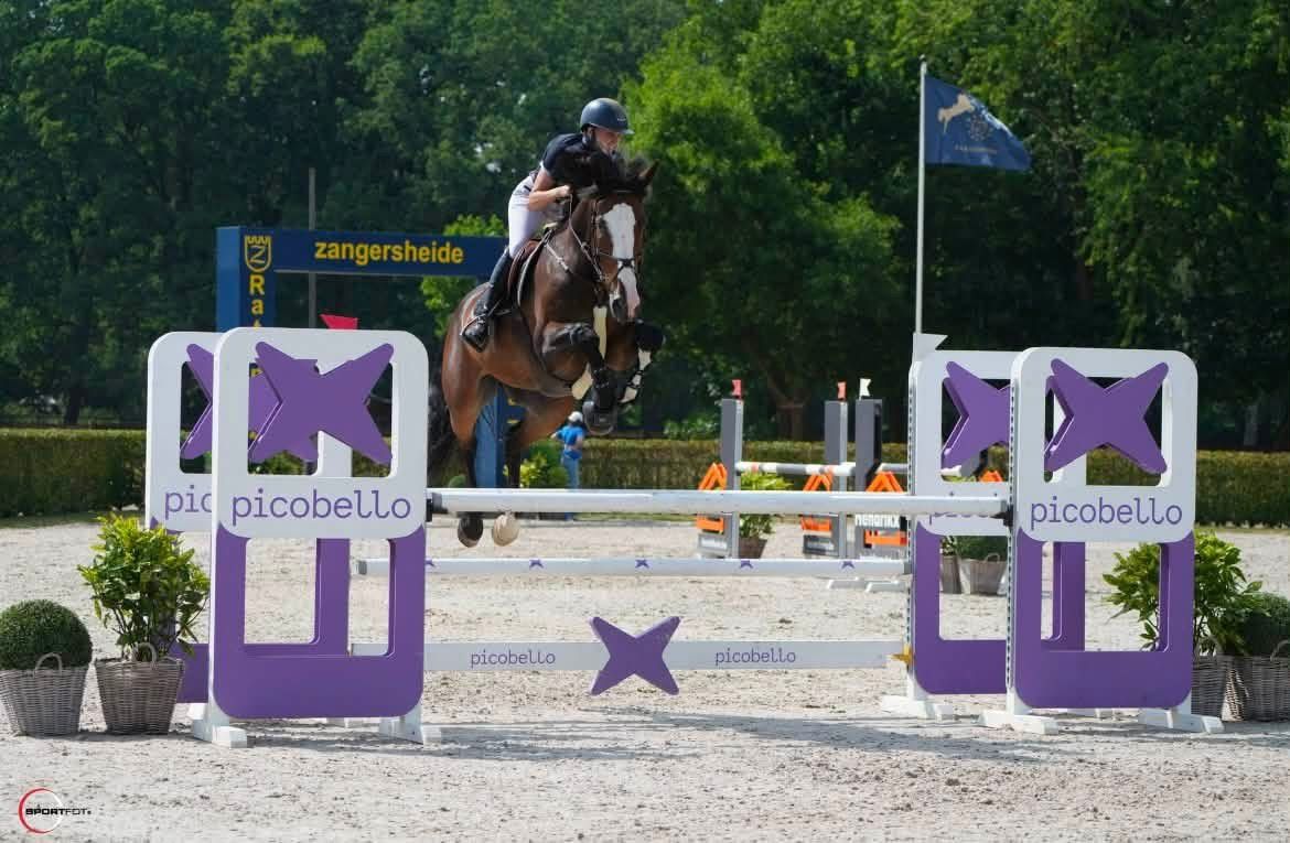 zangersheide springpaard merrie 0 ετών vos προς πώληση - Φωτογραφία 4