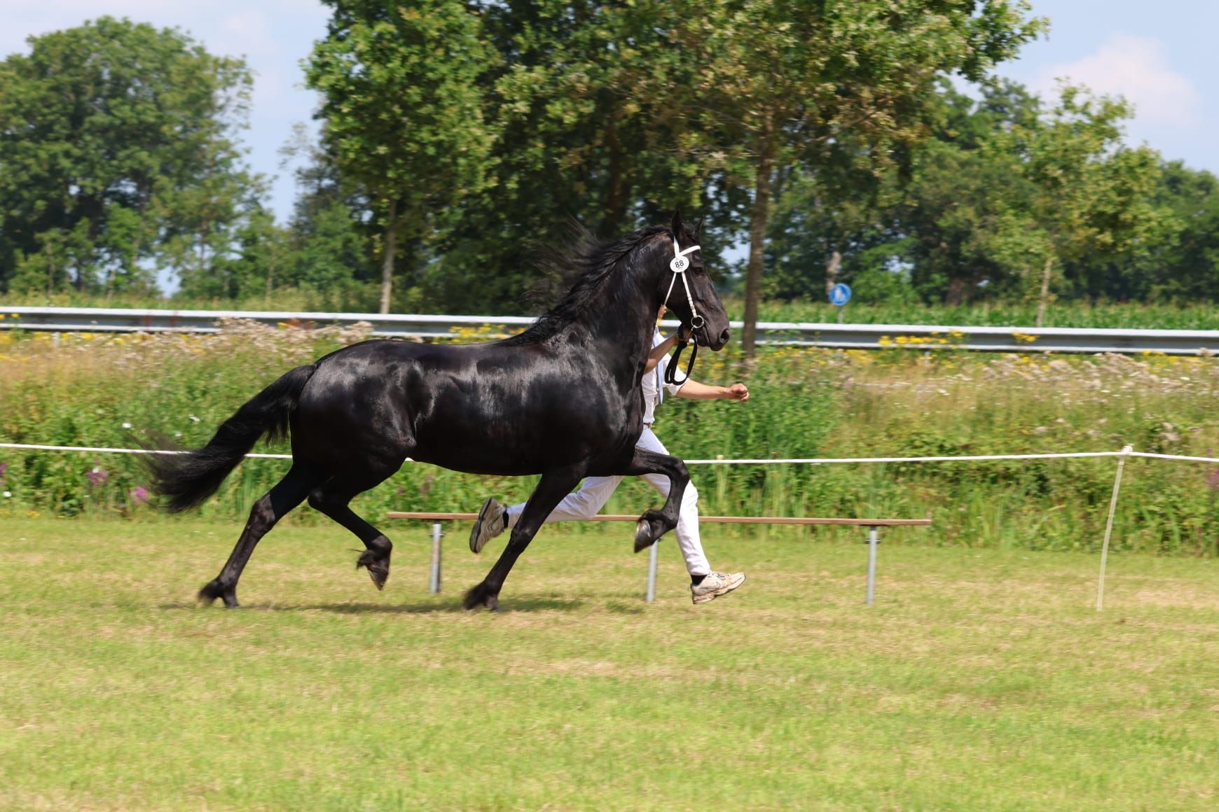 fries merrie 5 jaar zwart te koop - Foto 2