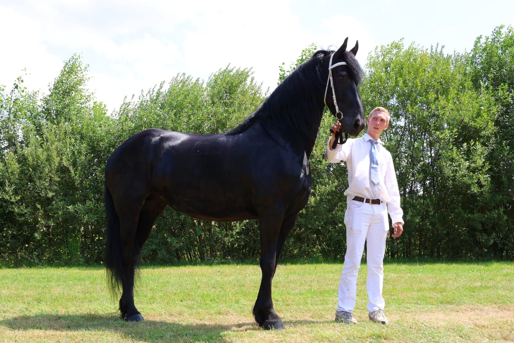 fries merrie 5 jaar zwart te koop - Foto 3