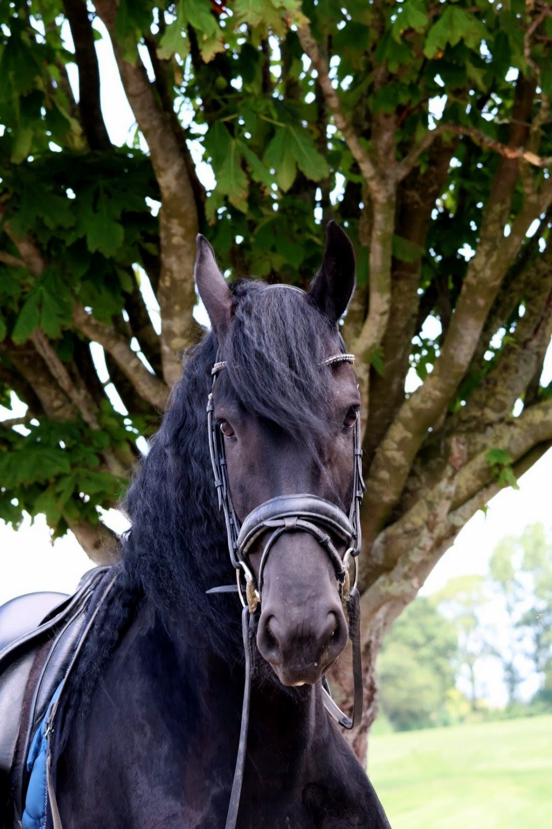 fries merrie 5 jaar zwart te koop - Foto 5