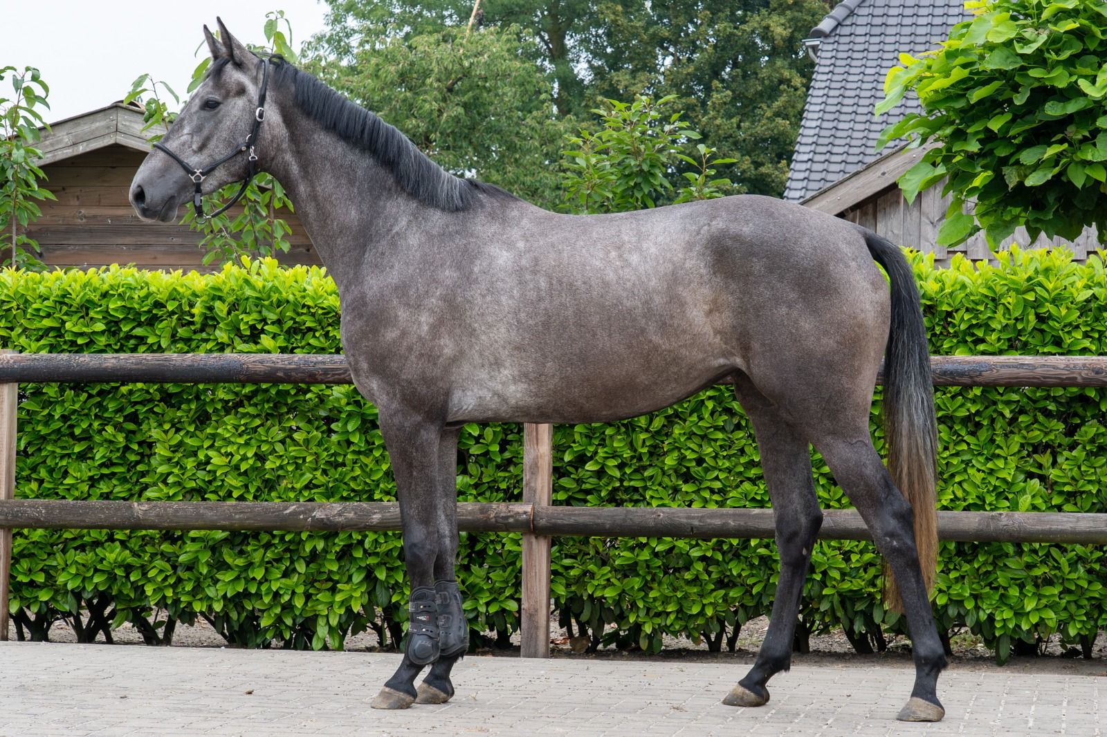 For sale: Horse with potential
