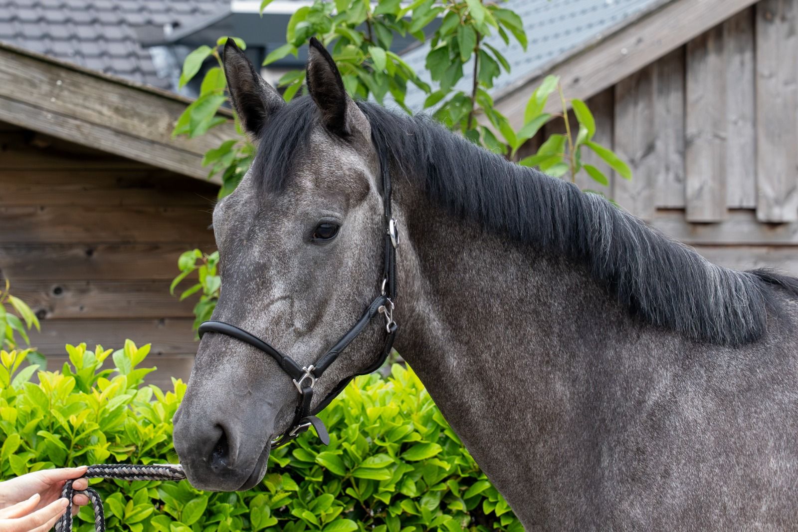 For sale: Horse with potential - Photo 2
