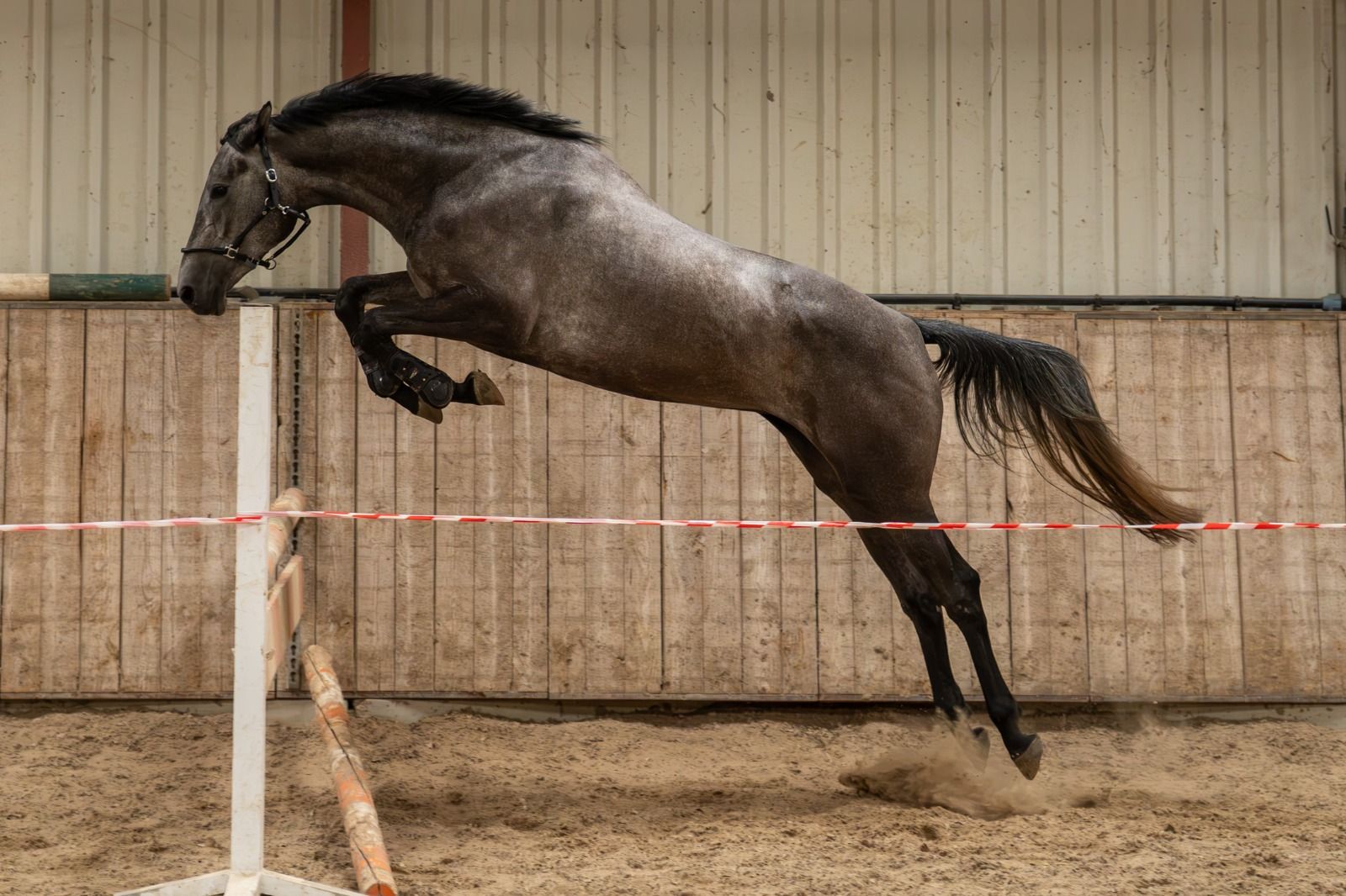For sale: Horse with potential - Photo 5