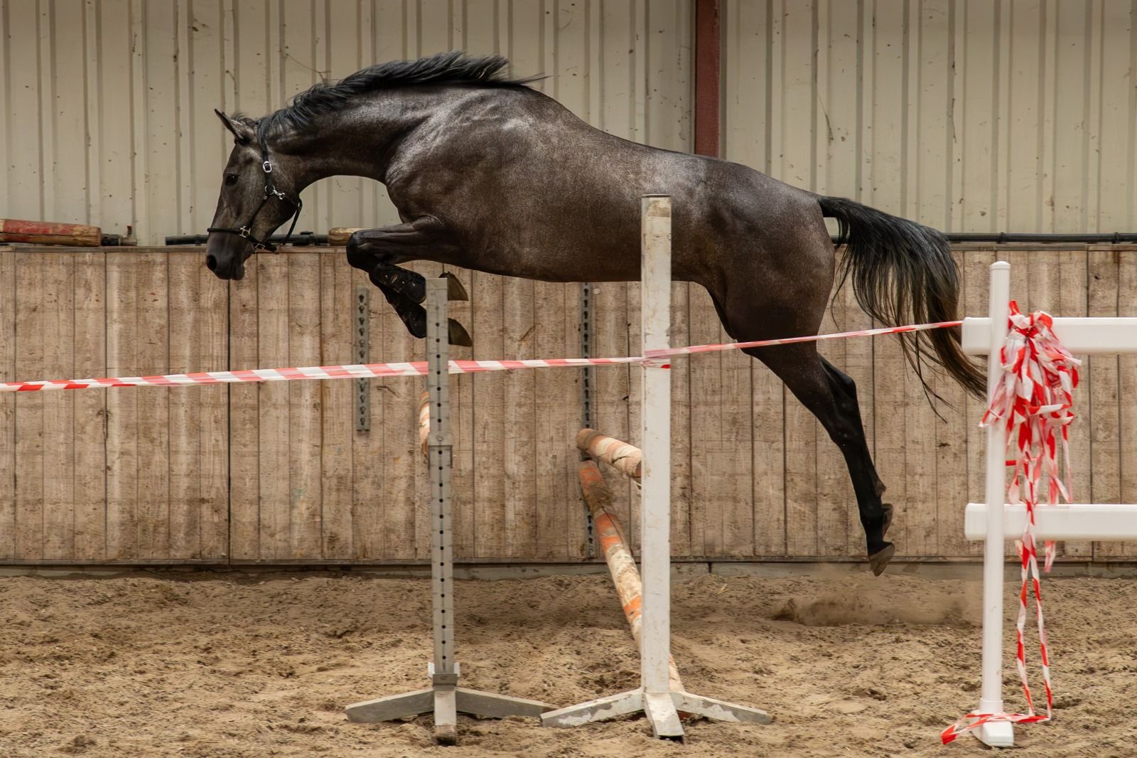 For sale: Horse with potential - Photo 4