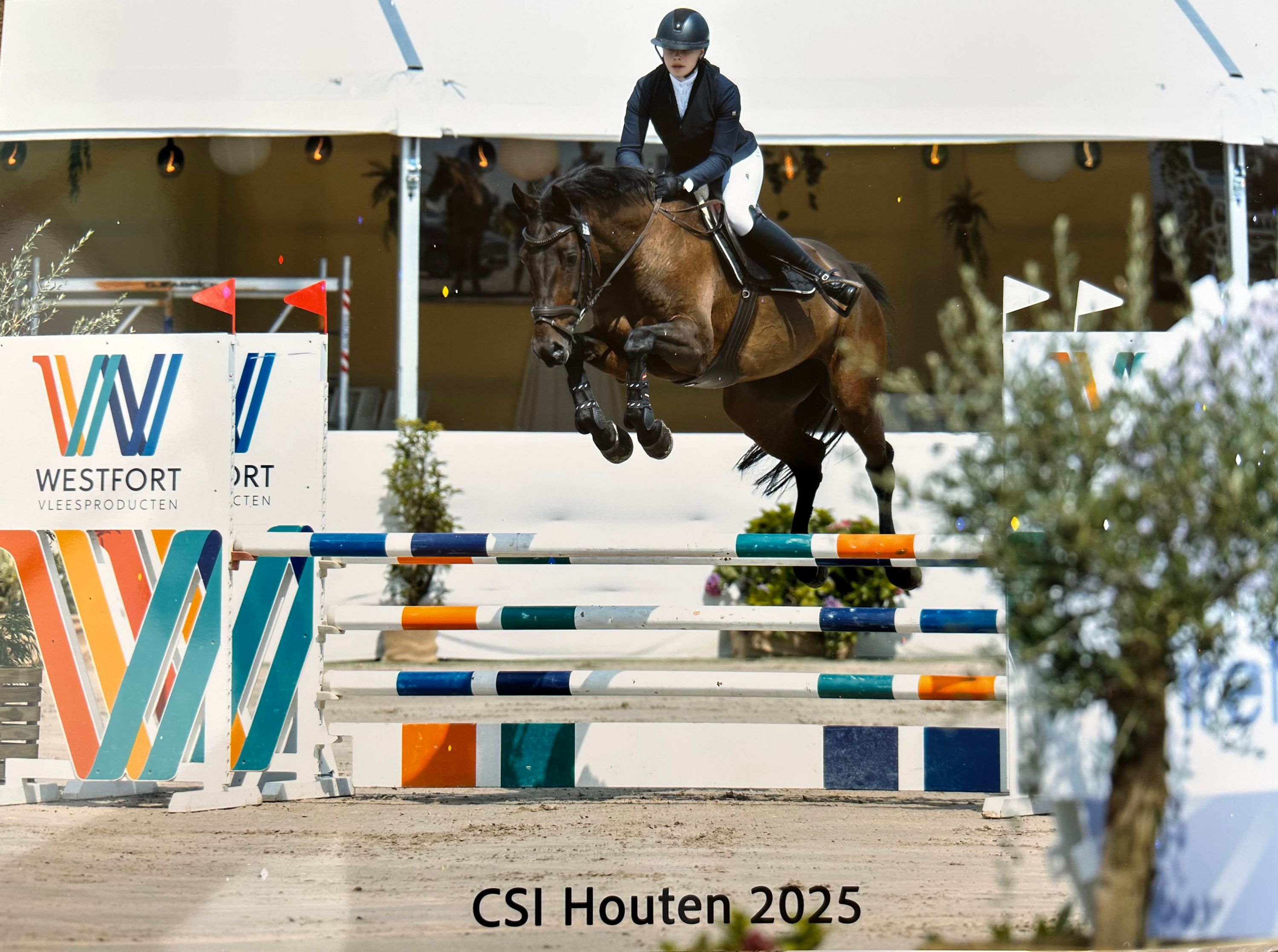 kwpn allrounder merrie 14 år donkerbruin till salu - Foto 3