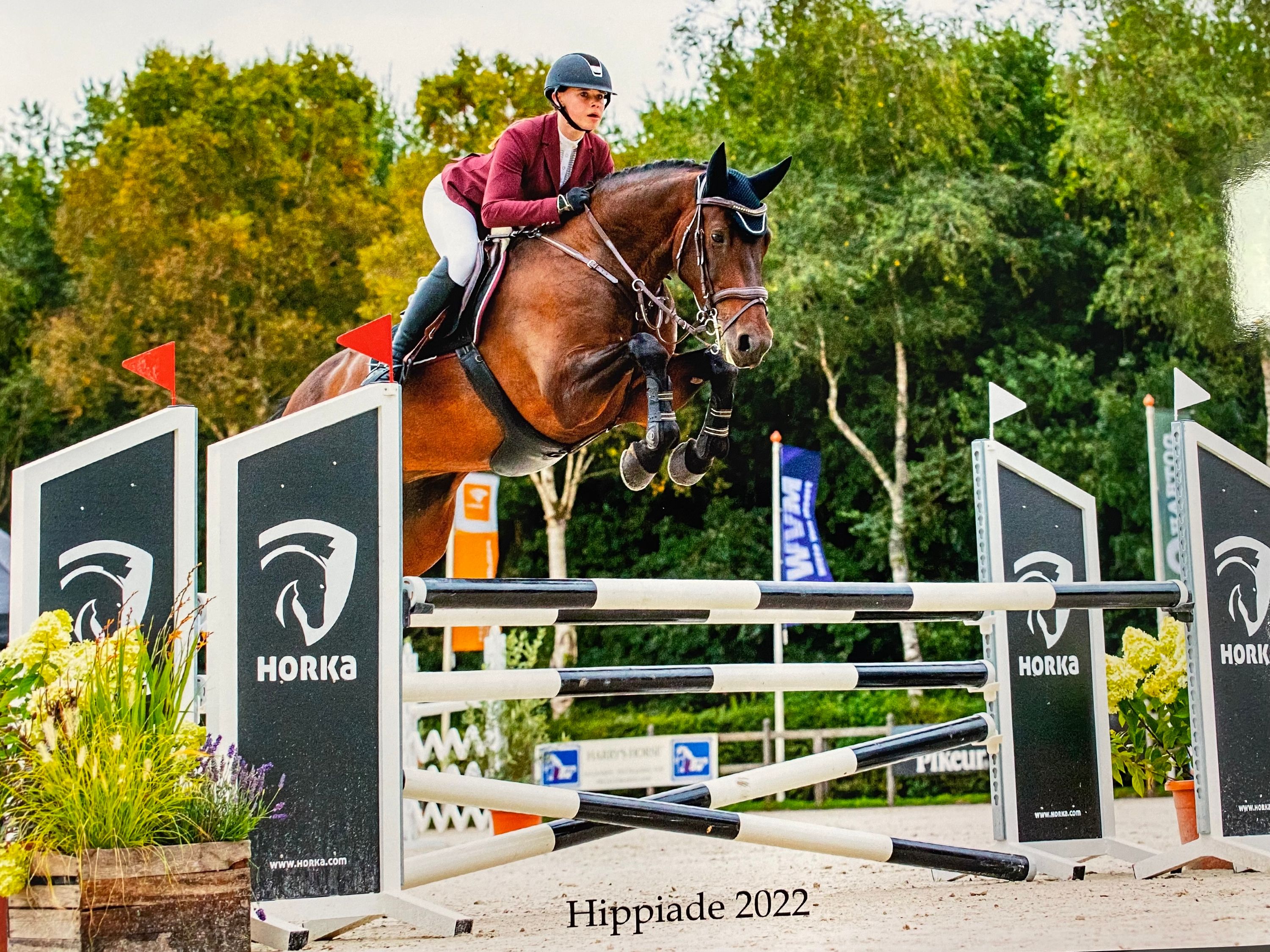 Reliable KWPN jumping mare