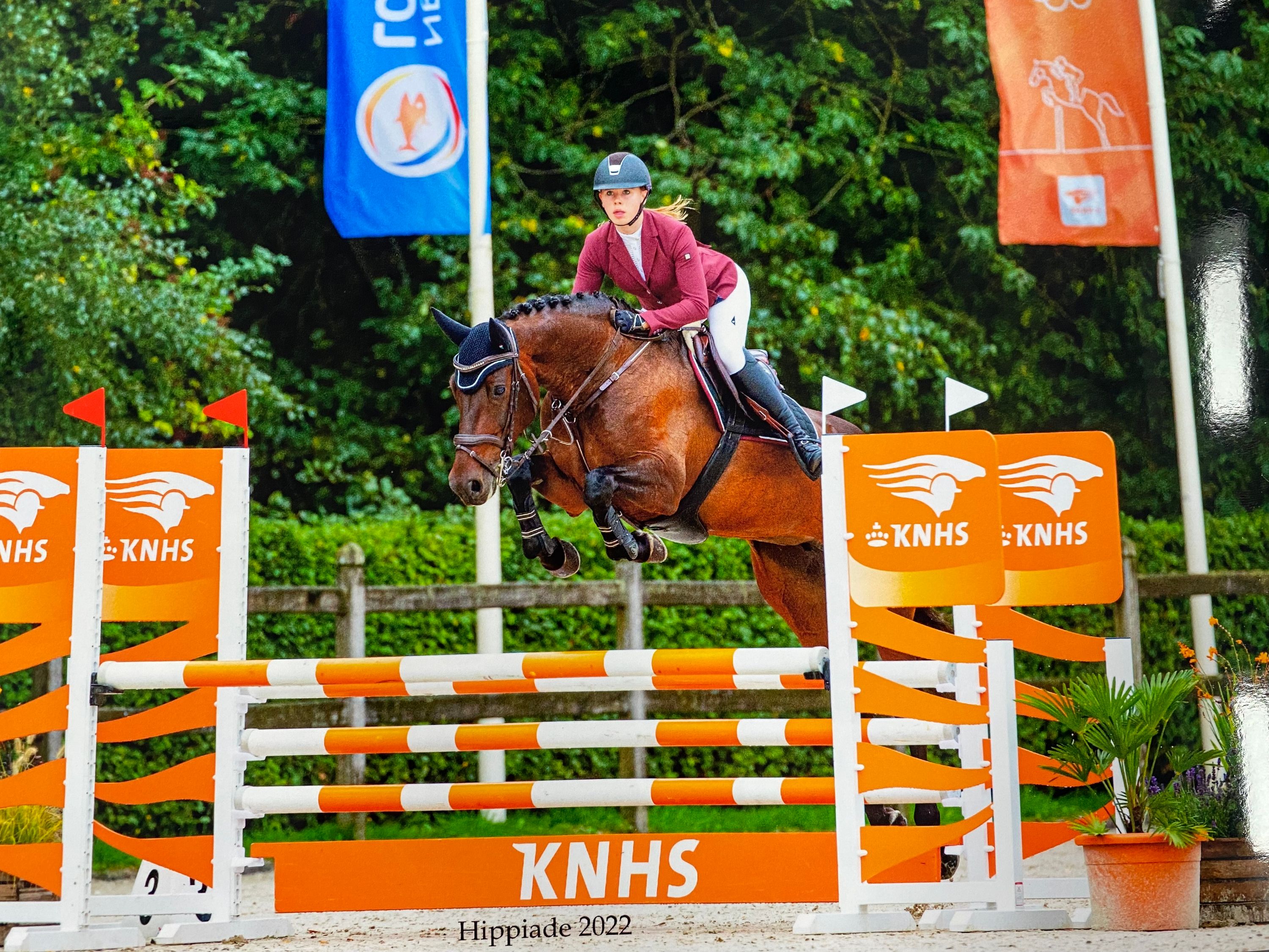 kwpn allrounder merrie 14 år donkerbruin till salu - Foto 4