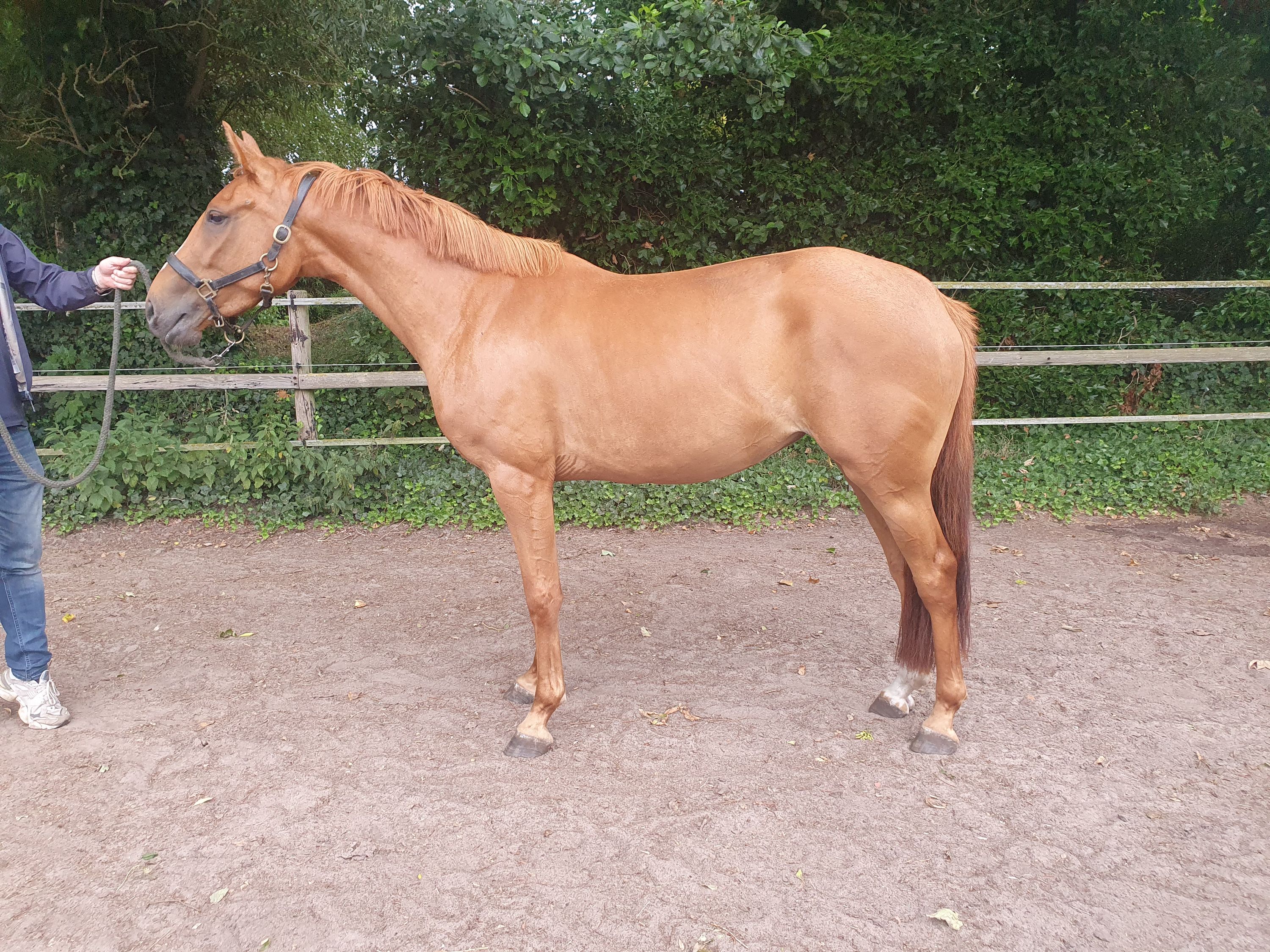 kwpn springpony merrie 3 Jahre alt vos zu verkaufen - Foto 2