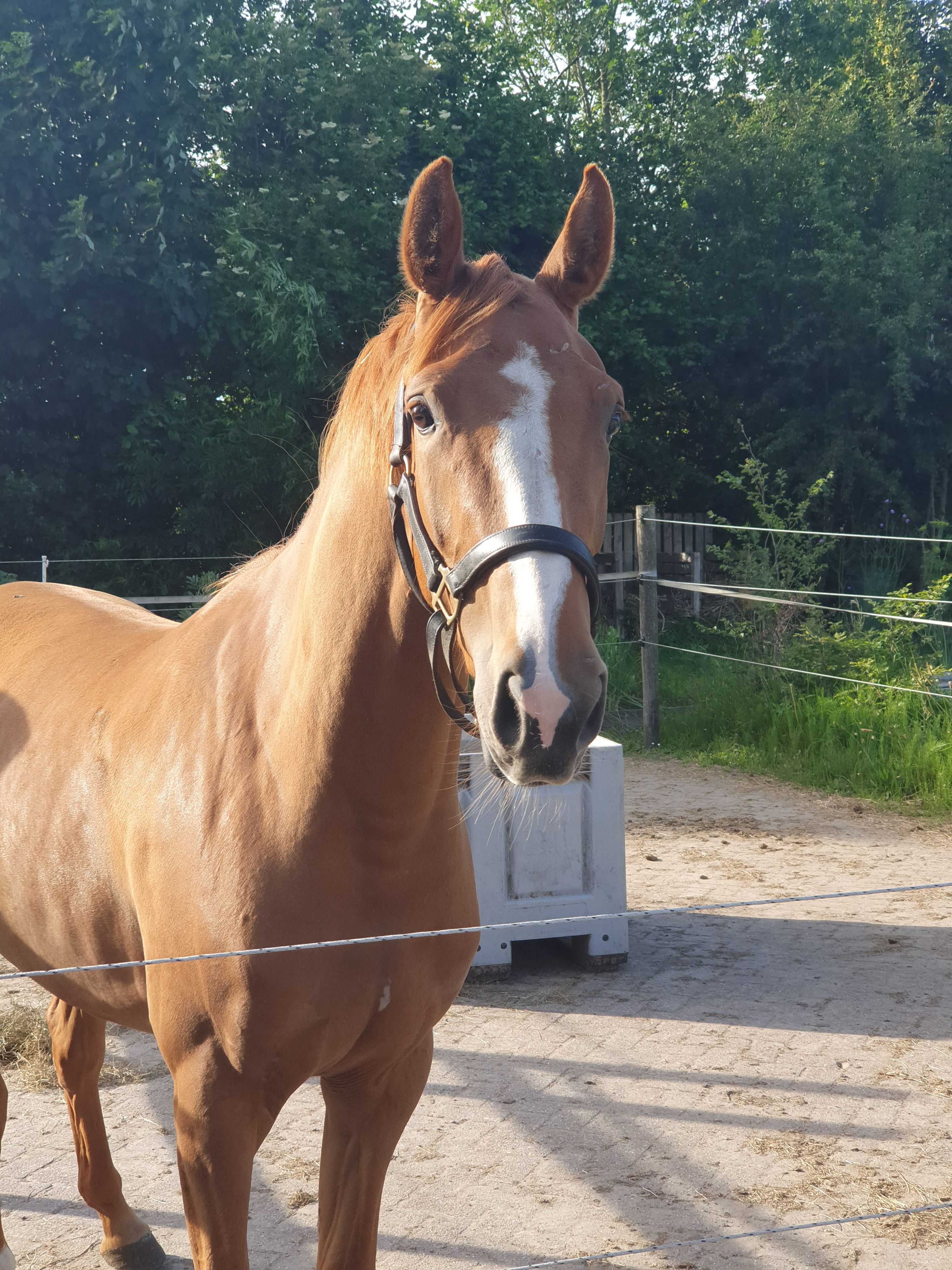 kwpn springpony merrie 3 Jahre alt vos zu verkaufen - Foto 3