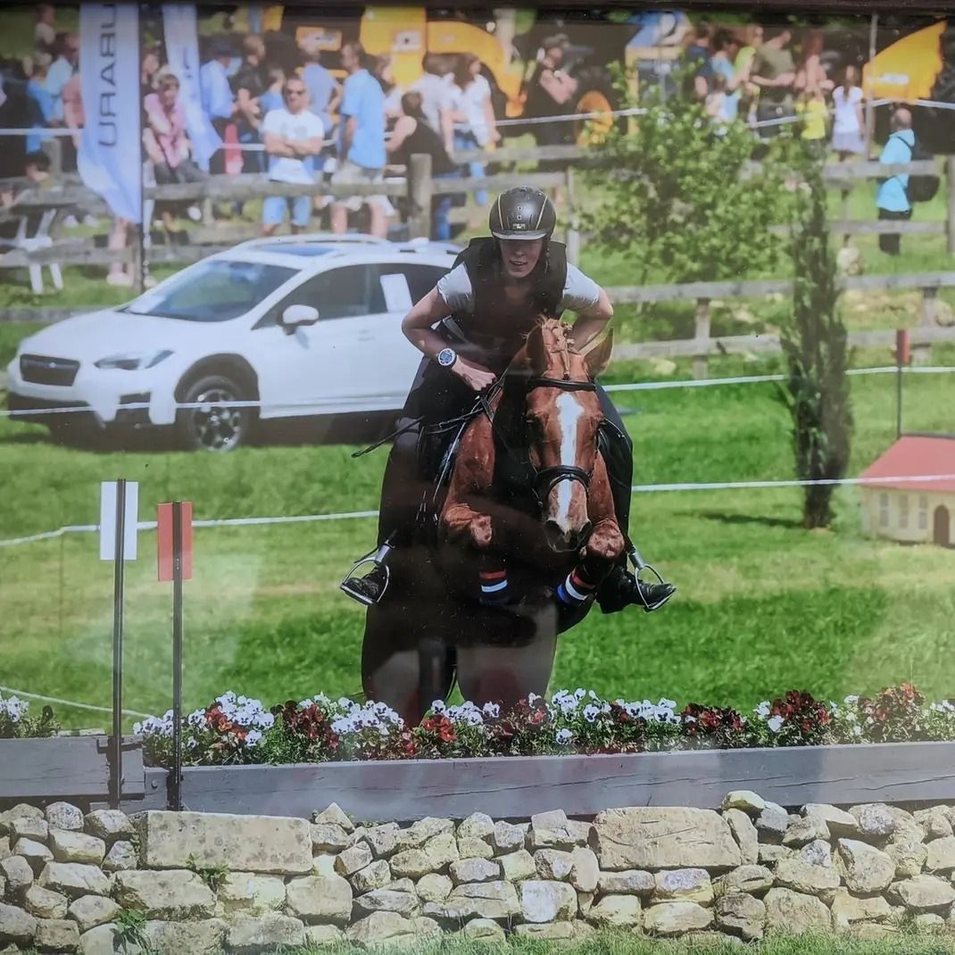 kwpn springpony merrie 3 Jahre alt vos zu verkaufen - Foto 4
