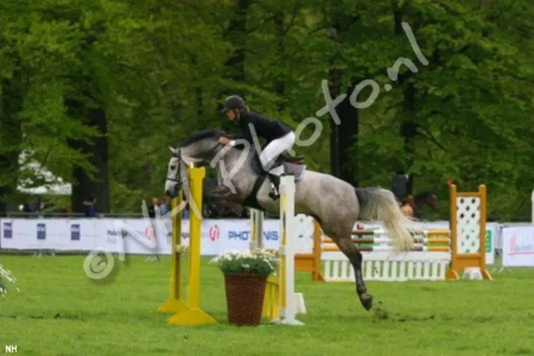 kwpn springpony merrie 3 Jahre alt vos zu verkaufen - Foto 5
