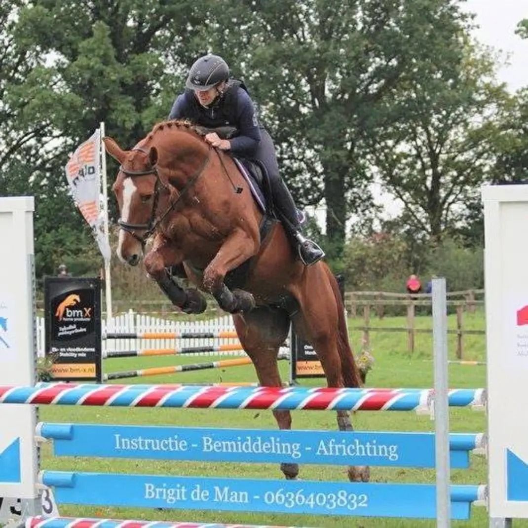 kwpn springpony merrie 3 Jahre alt vos zu verkaufen - Foto 6
