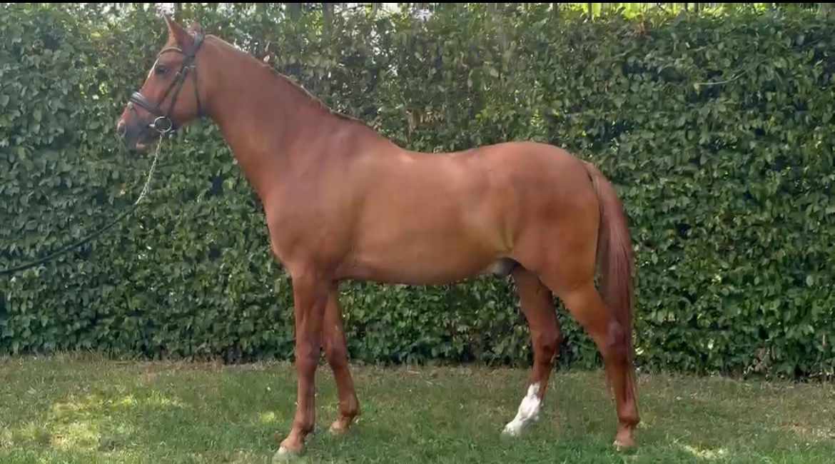 9-jähriges Dressurpony mit FEI-Potenzial zu verkaufen