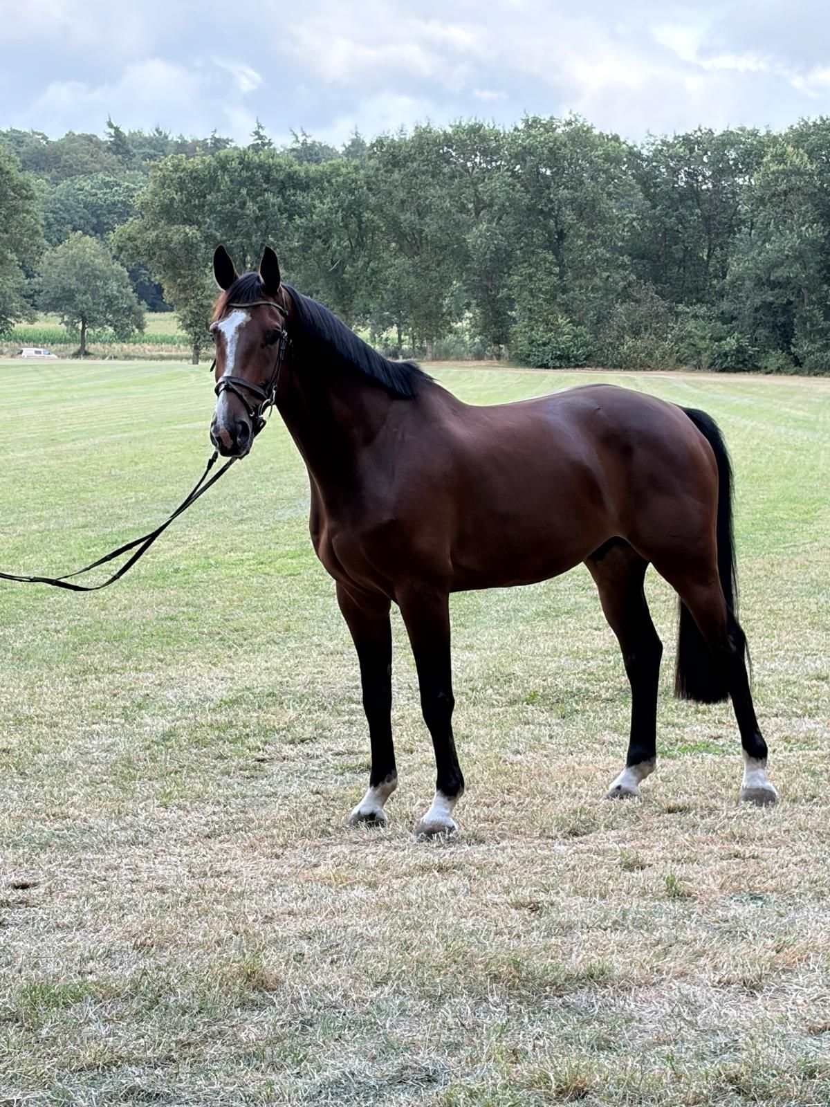 kwpn springpaard ruin 6 år bruin till salu - Foto 2
