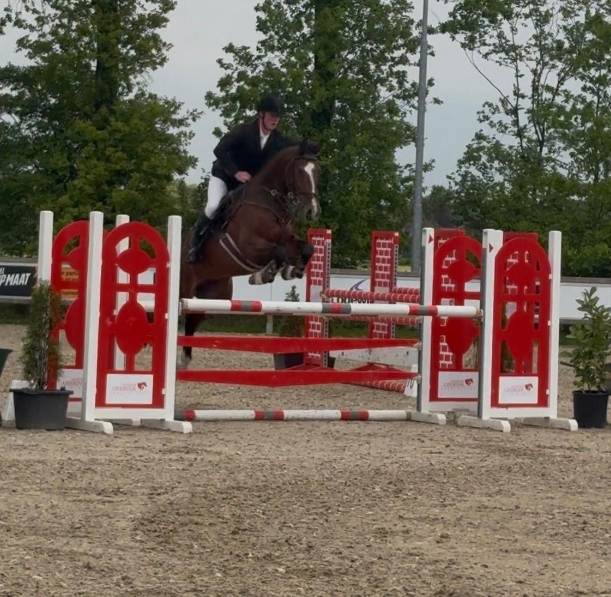 kwpn springpaard ruin 6 år bruin till salu - Foto 3