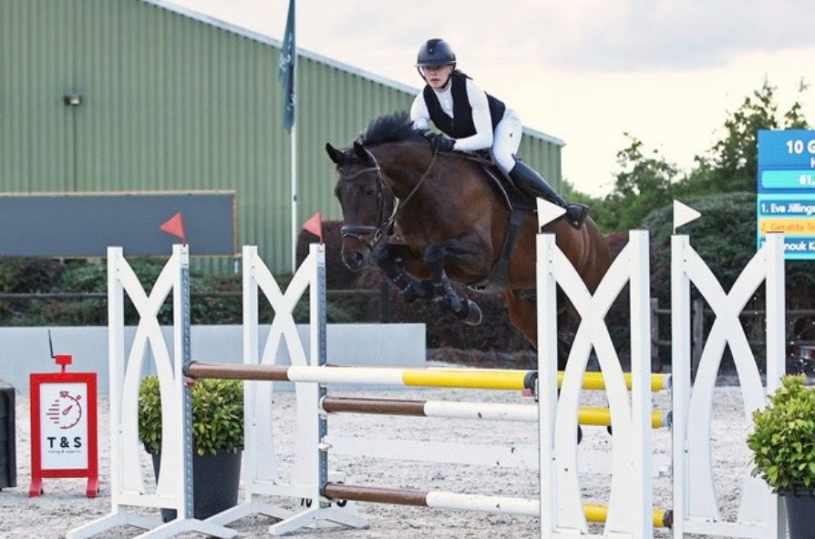 kwpn allrounder merrie 14 år donkerbruin till salu - Foto 2
