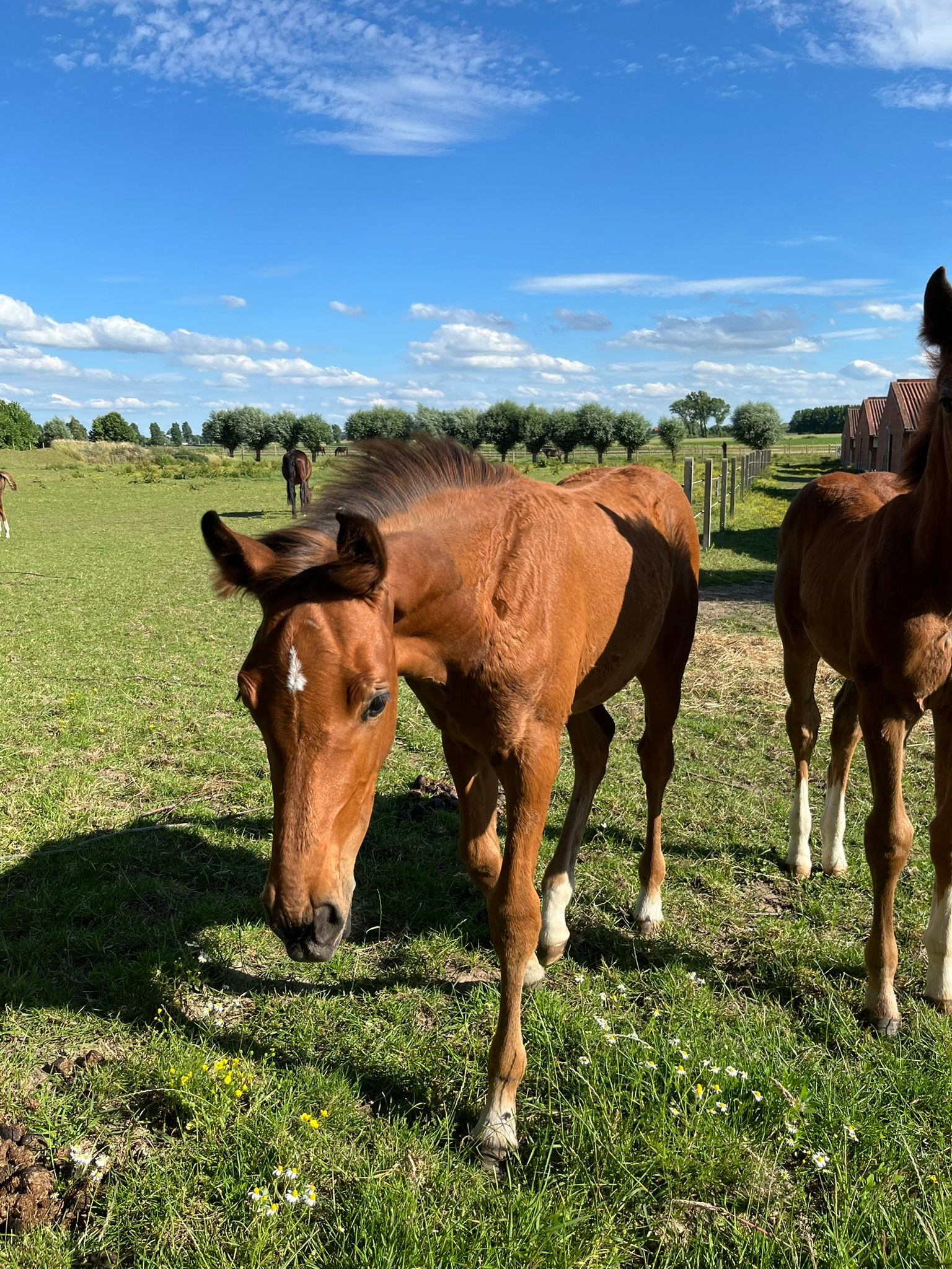 bwp springpaard merrie 0 anos bruin à venda - Foto 5