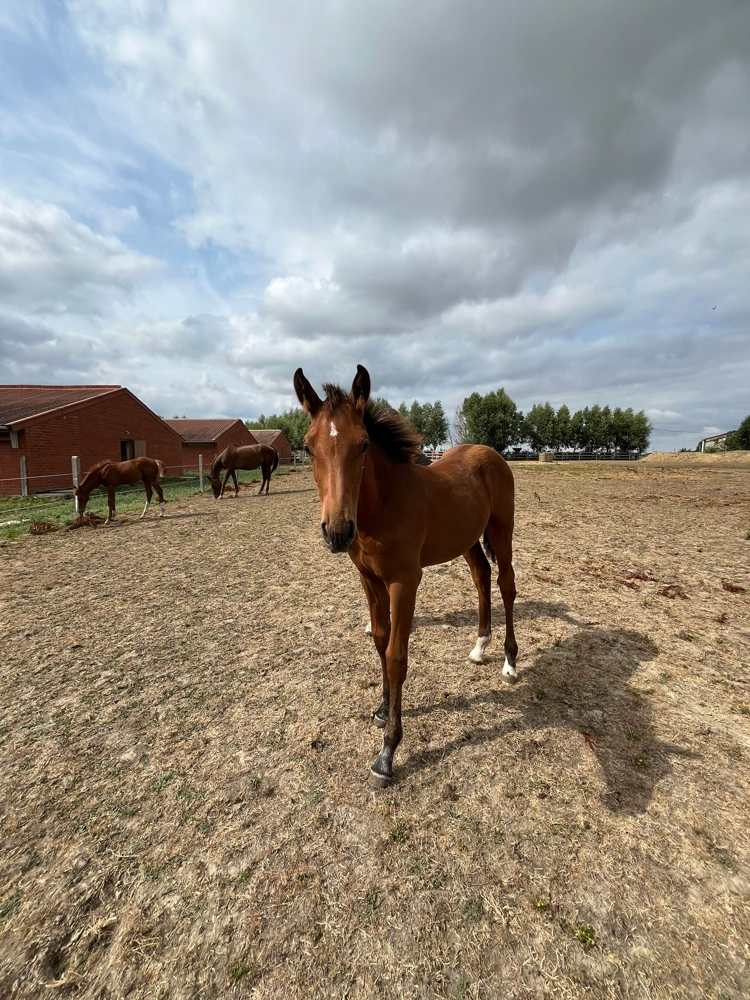 bwp springpaard merrie 0 anos bruin à venda - Foto 3