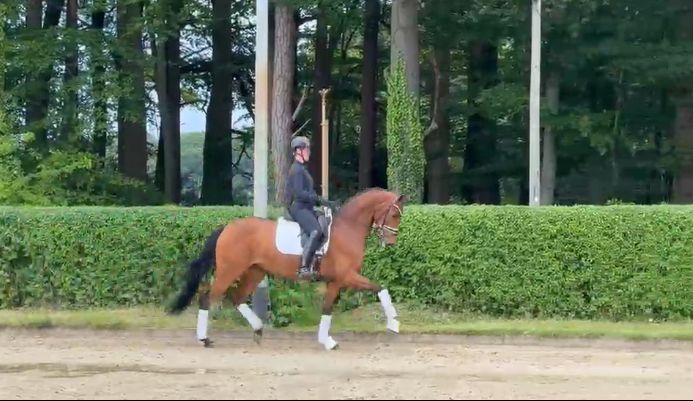 Jument de 4 ans Be Sure x Vitalis
