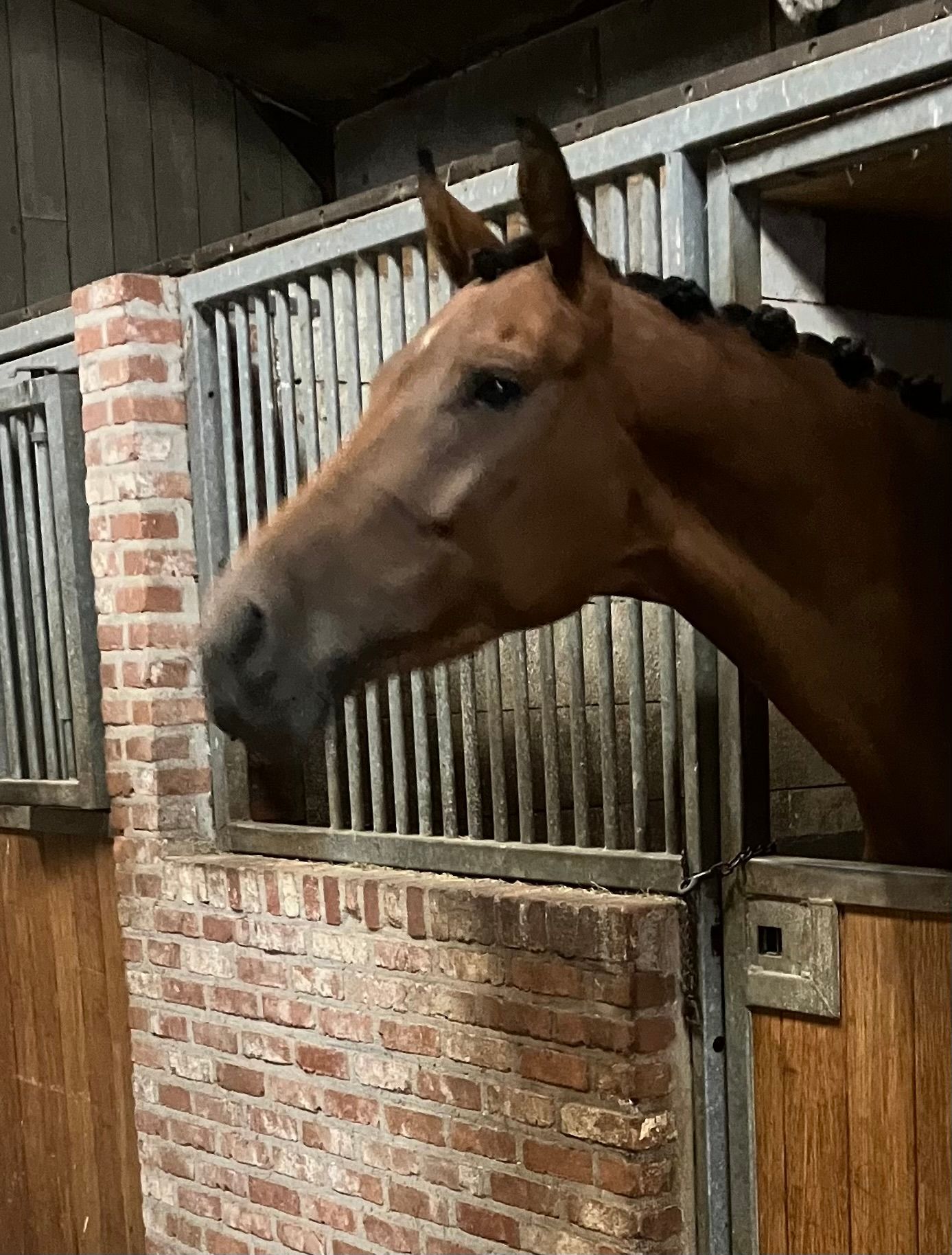 oldenburg dressuurpaard merrie 4 ans bruin à vendre - Photo 3