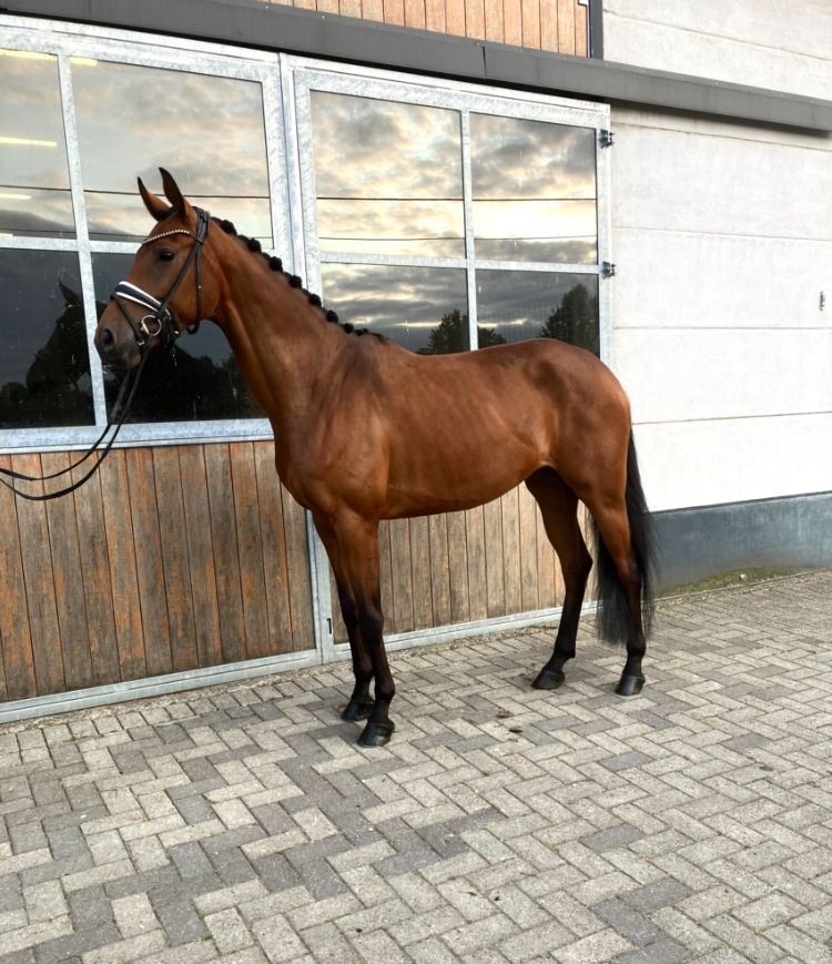 oldenburg dressuurpaard merrie 4 ans bruin à vendre - Photo 2