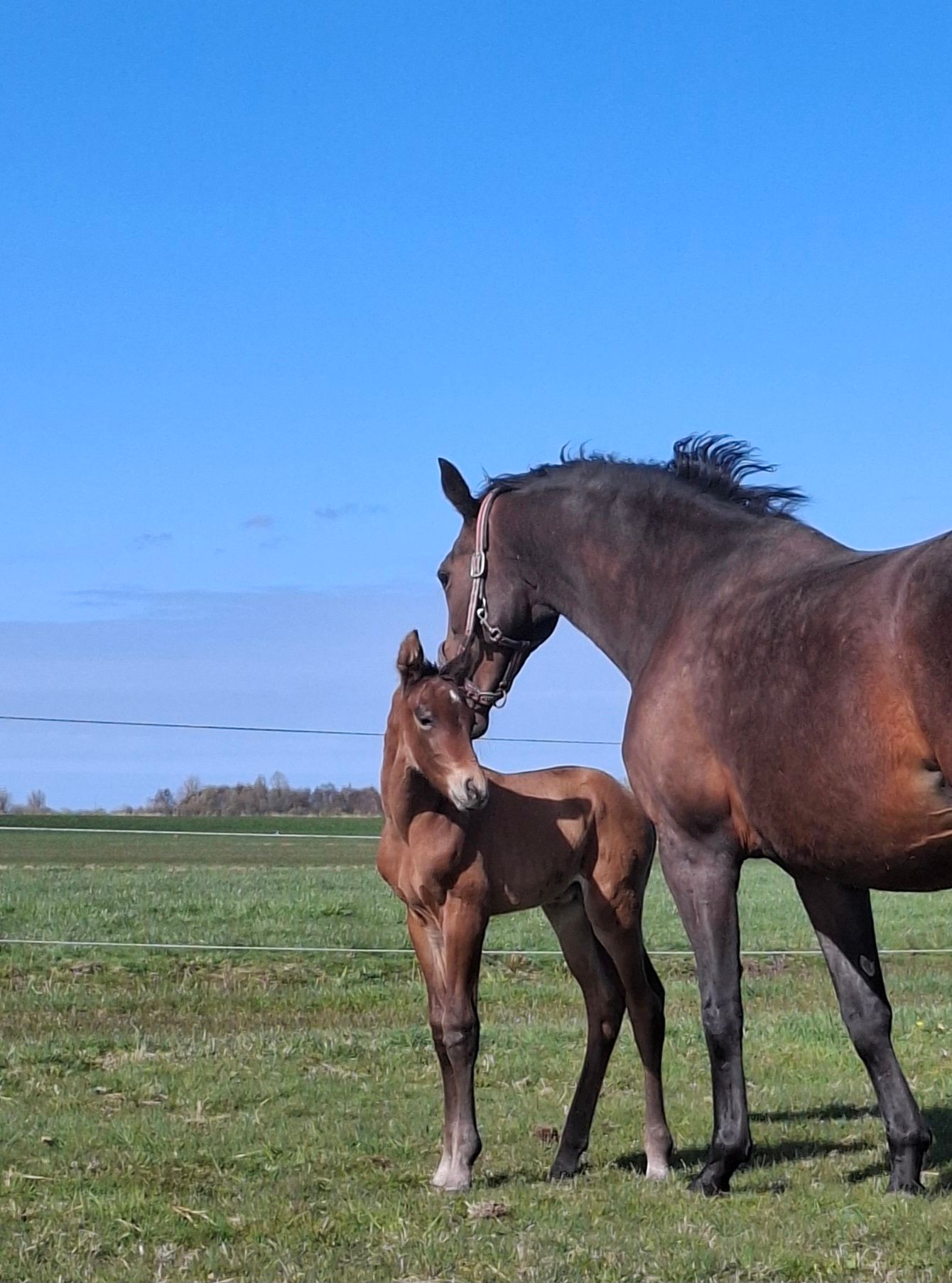 kwpn dressuurpaard hengst 0 år bruin till salu - Foto 2