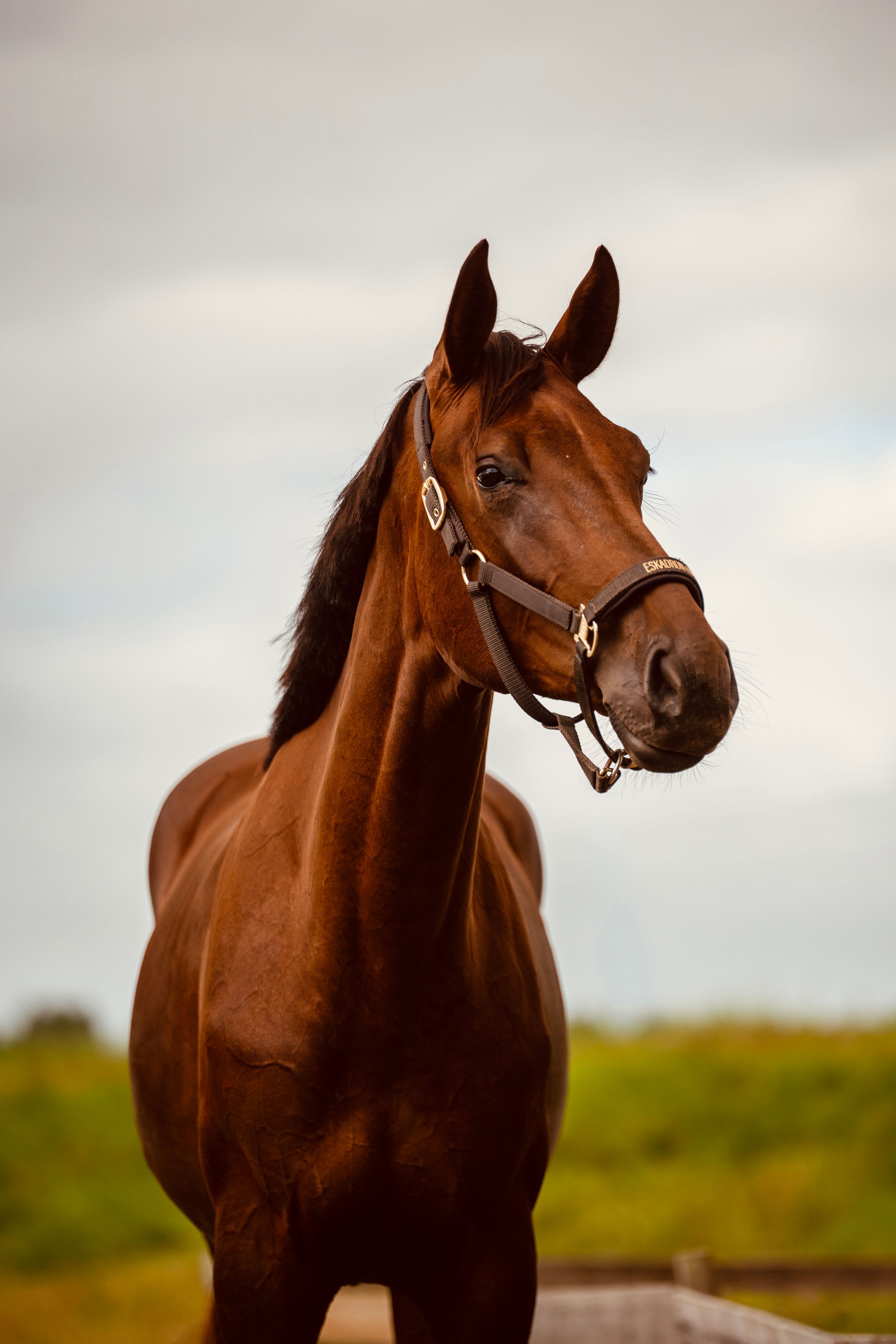kwpn dressuurpaard merrie 2 anos vos à venda - Foto 2