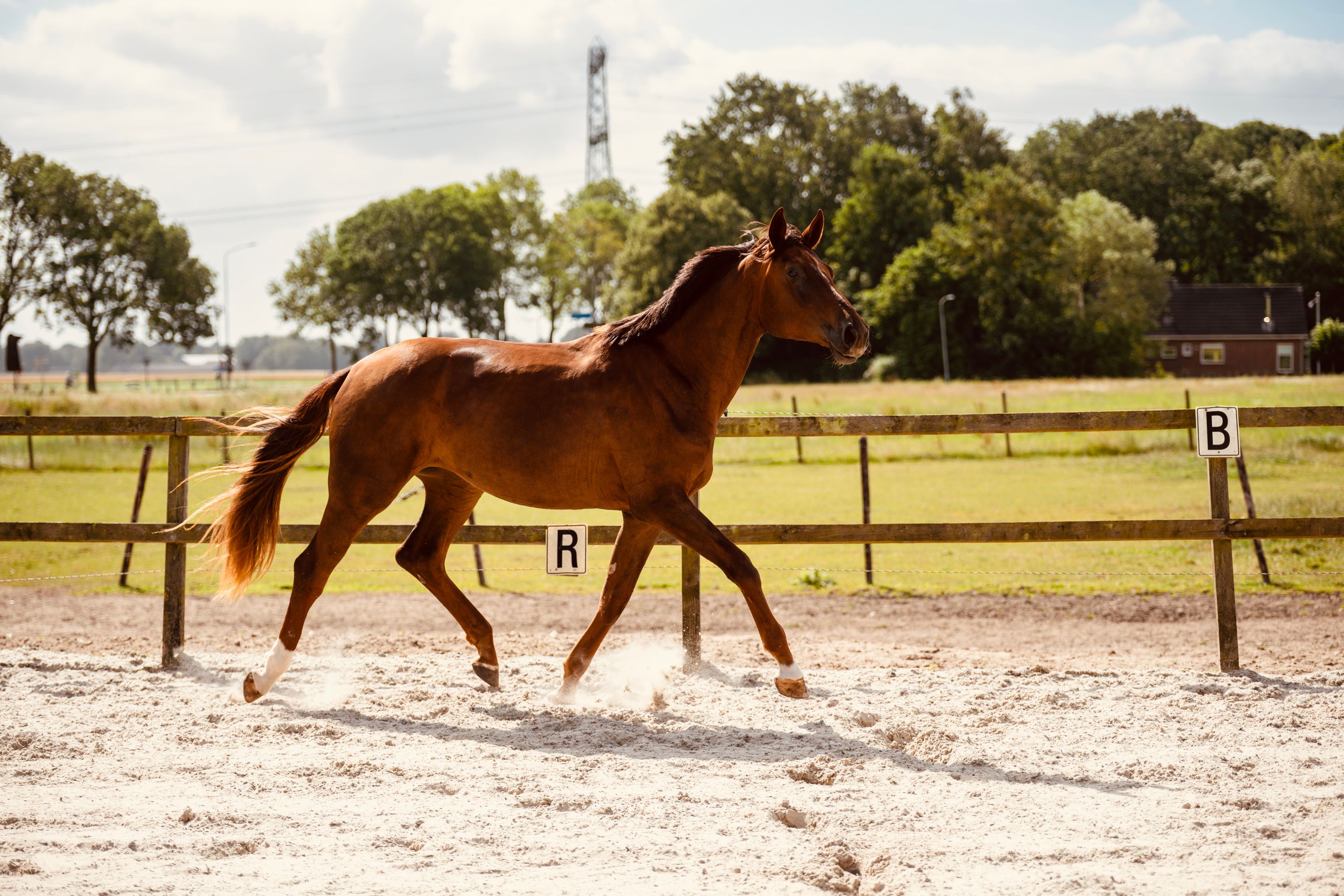 kwpn dressuurpaard merrie 2 anos vos à venda - Foto 3