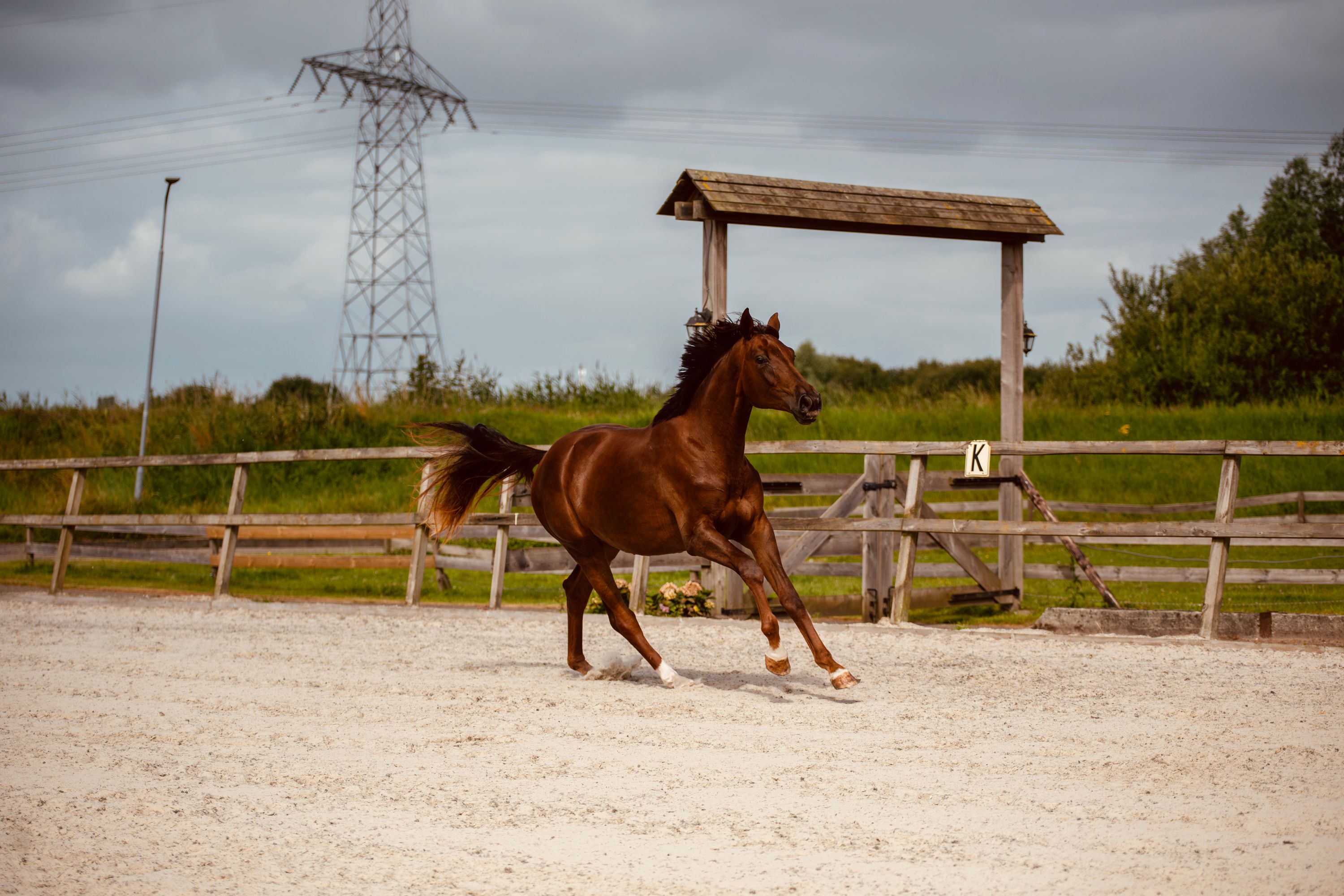 kwpn dressuurpaard merrie 2 anos vos à venda - Foto 4