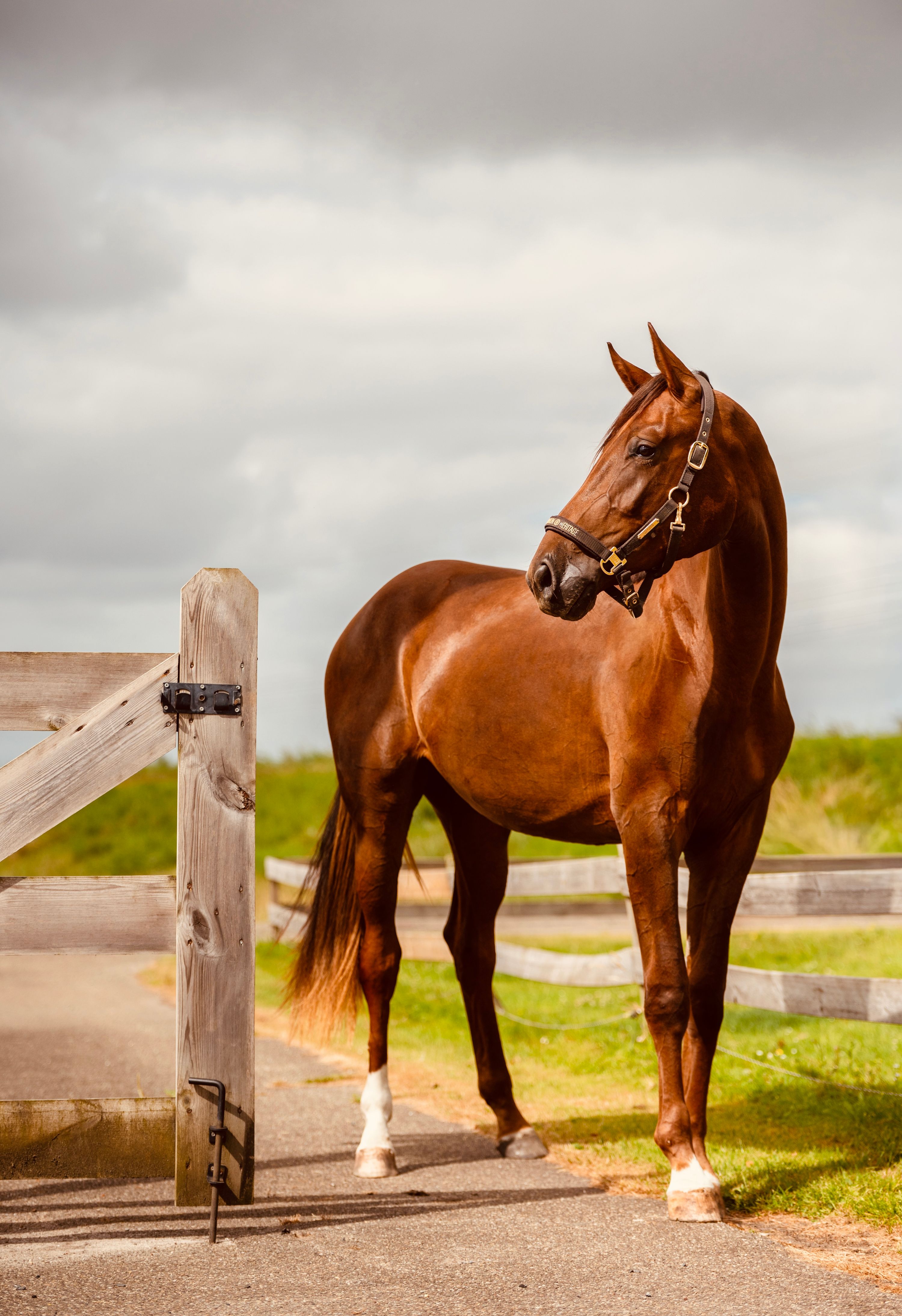 kwpn dressuurpaard merrie 2 anos vos à venda - Foto 5