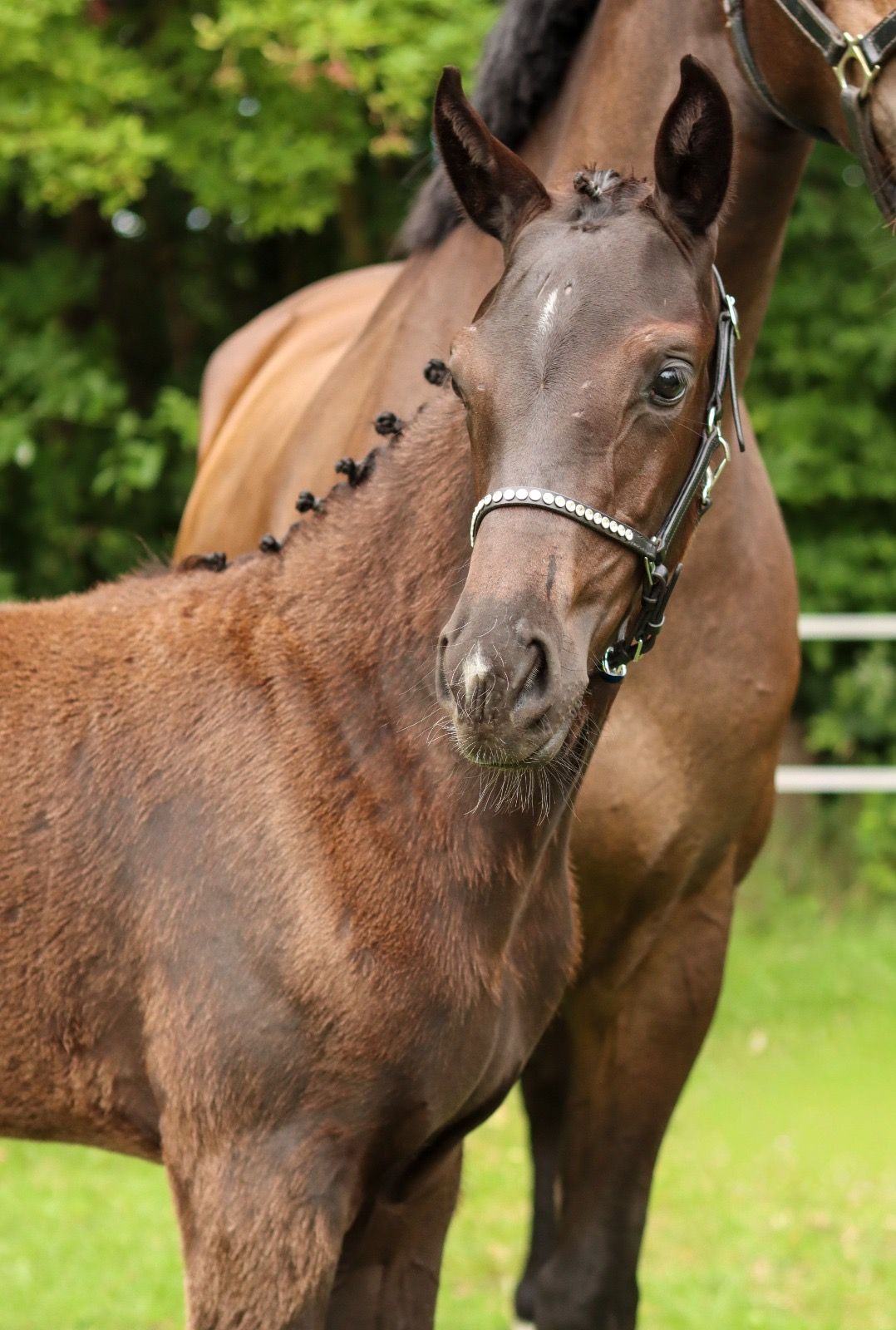 kwpn dressuurpaard merrie 0 Jahre alt donkerbruin zu verkaufen - Foto 2