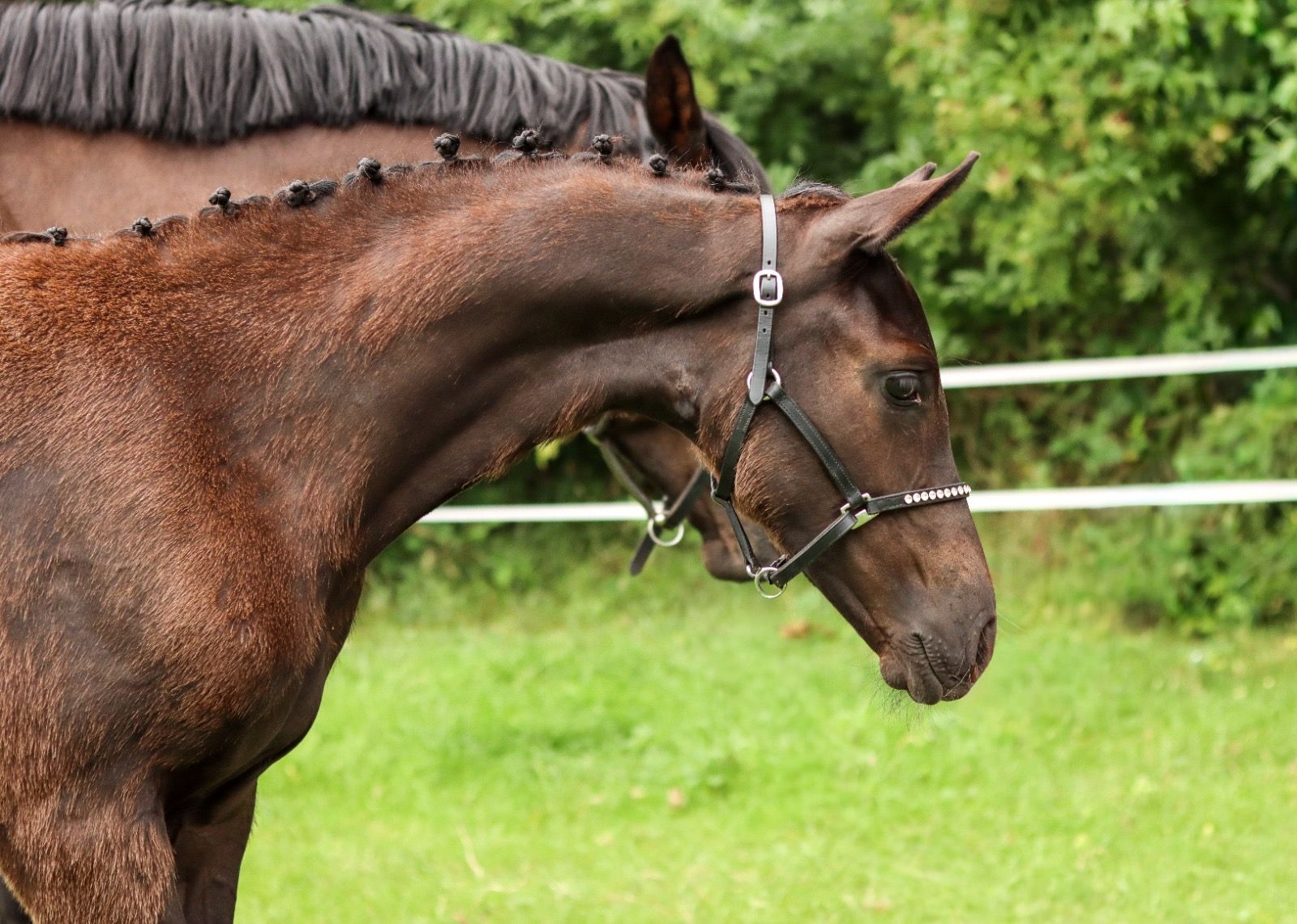 kwpn dressuurpaard merrie 0 Jahre alt donkerbruin zu verkaufen - Foto 3