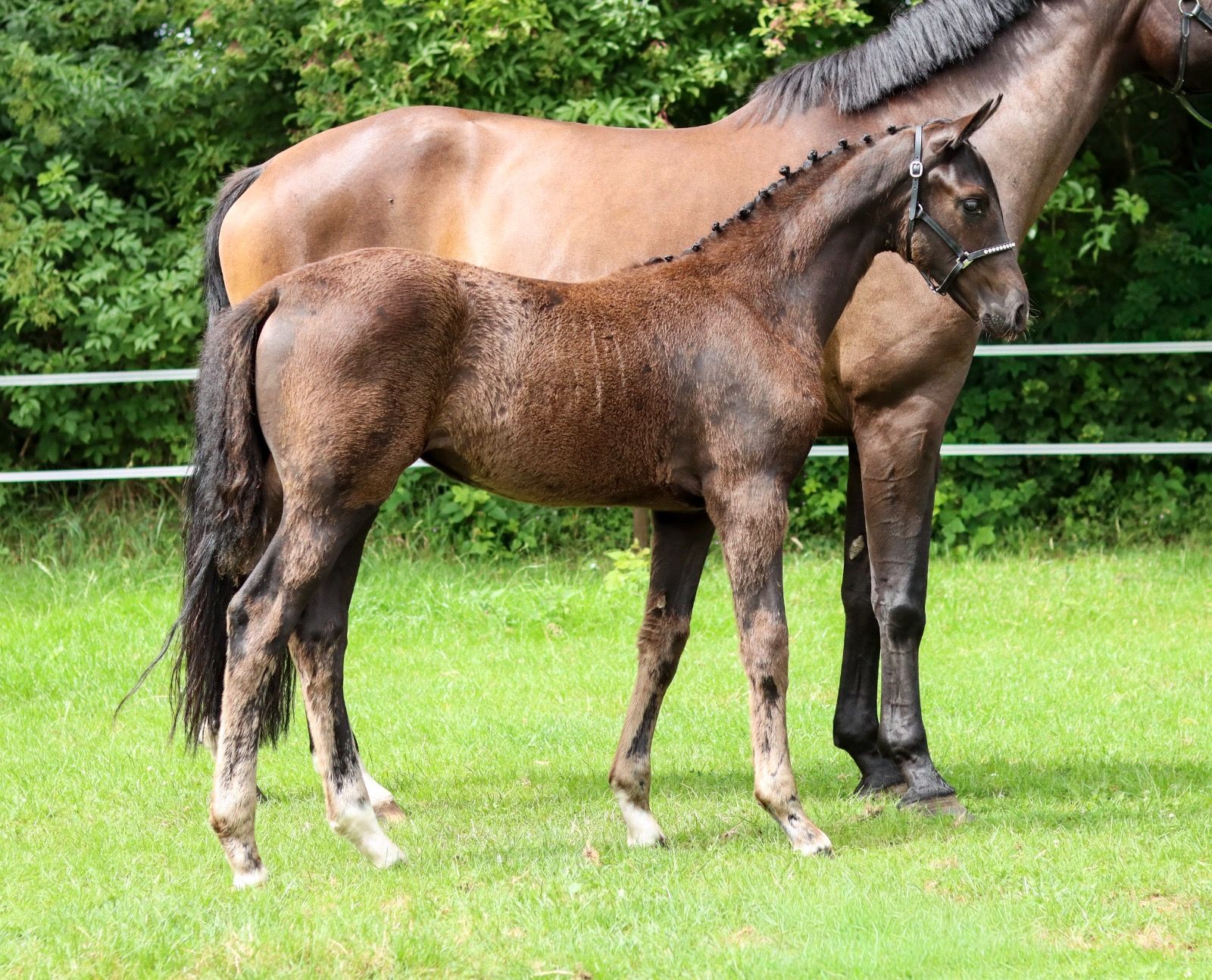 kwpn dressuurpaard merrie 0 Jahre alt donkerbruin zu verkaufen - Foto 5